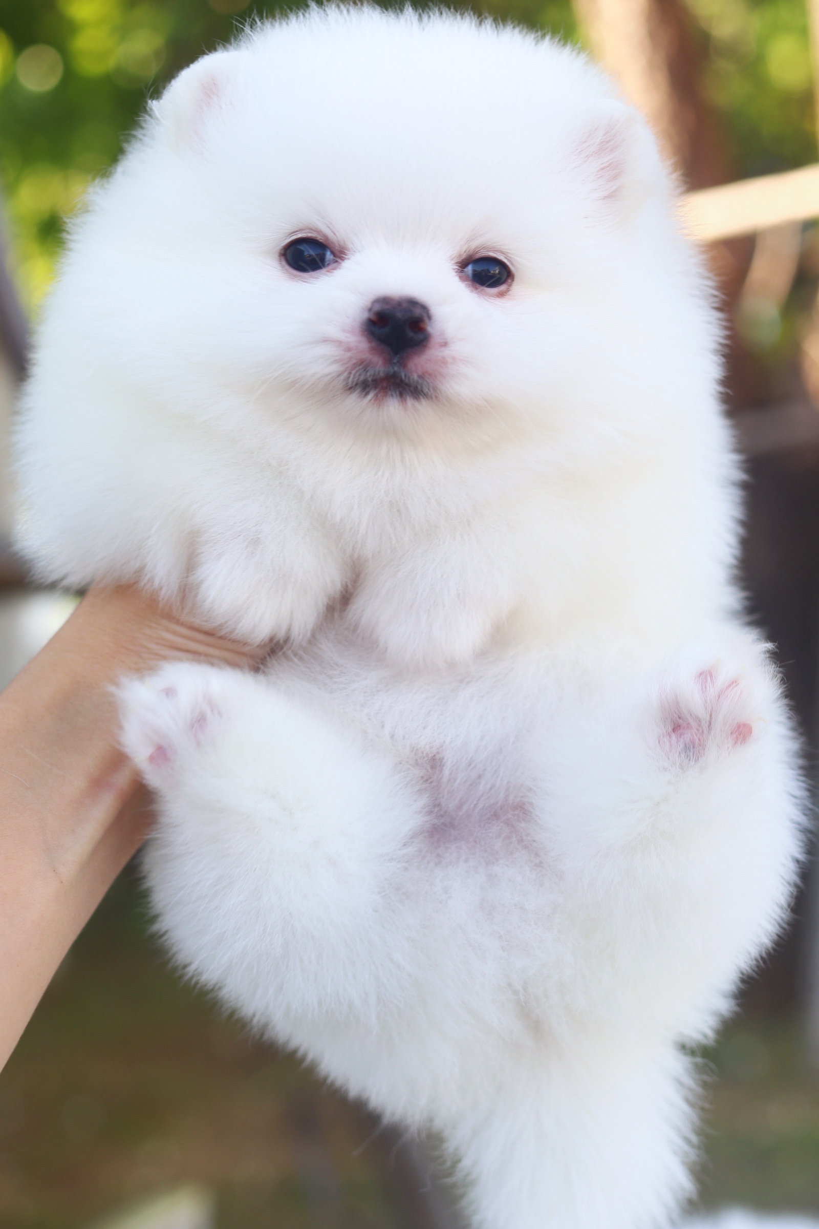 ปอมเมอเรเนียน เพศผู้ สีขาวครีม