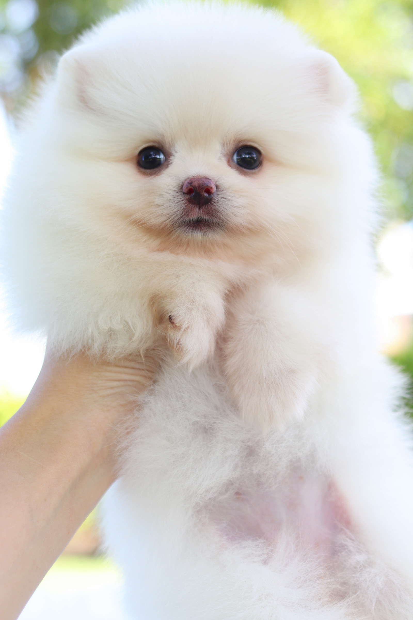 ปอมเมอเรเนียน เพศเมียสีขาวครีมเกรดโชว์