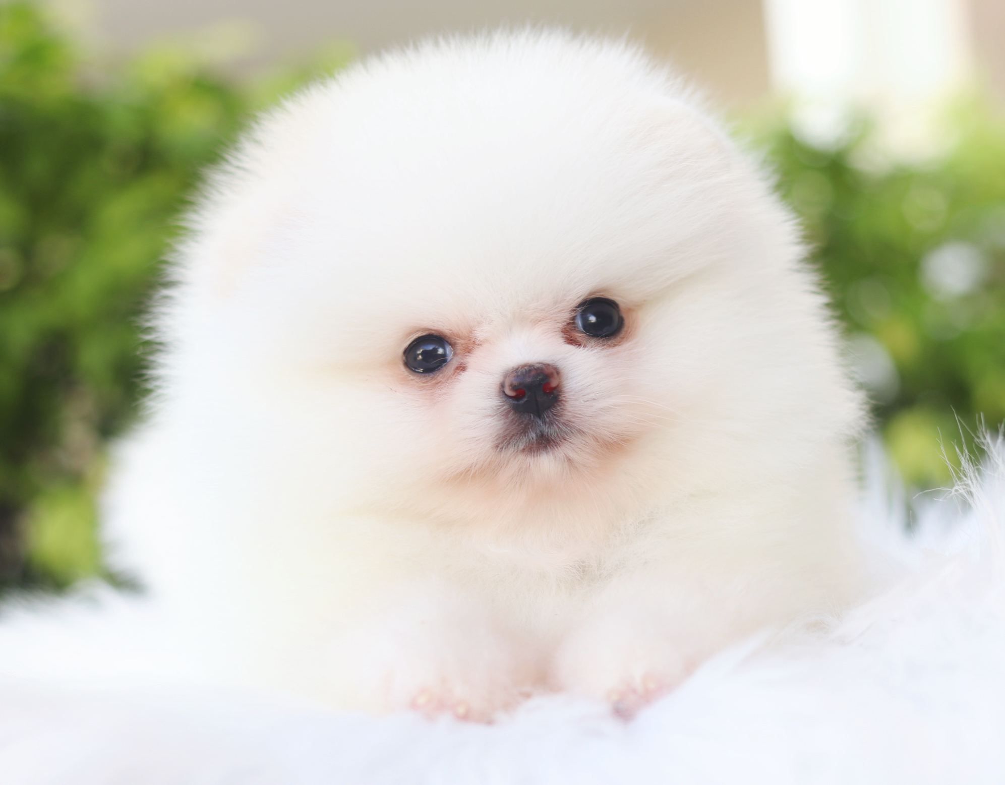 ปอมเมอเรเนียน เพศเมียสีขาวครีมเกรดโชว์