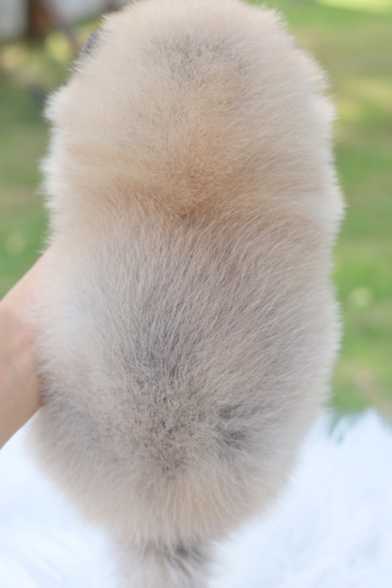 ปอมเมอเรเนียน เพศเมียสีส้ม