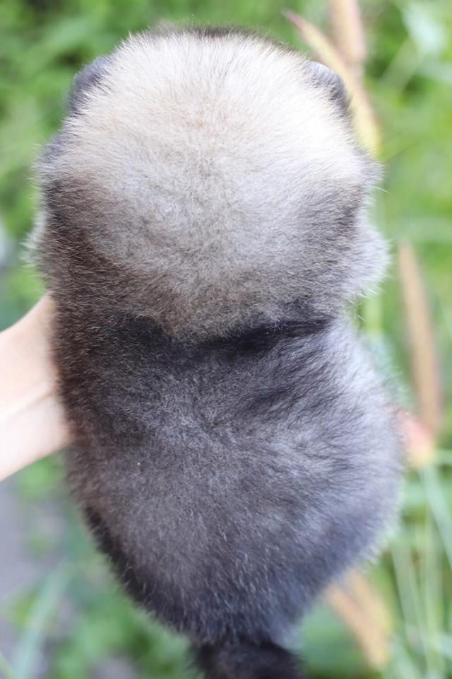 ปอมเมอเรเนียน เพศเมีย