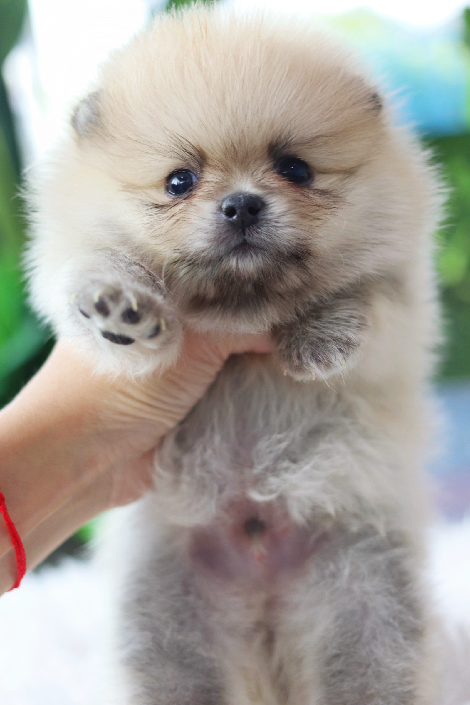 ปอมเมอเรเนียน เพศผู้สีส้ม ไซส์เล็ก