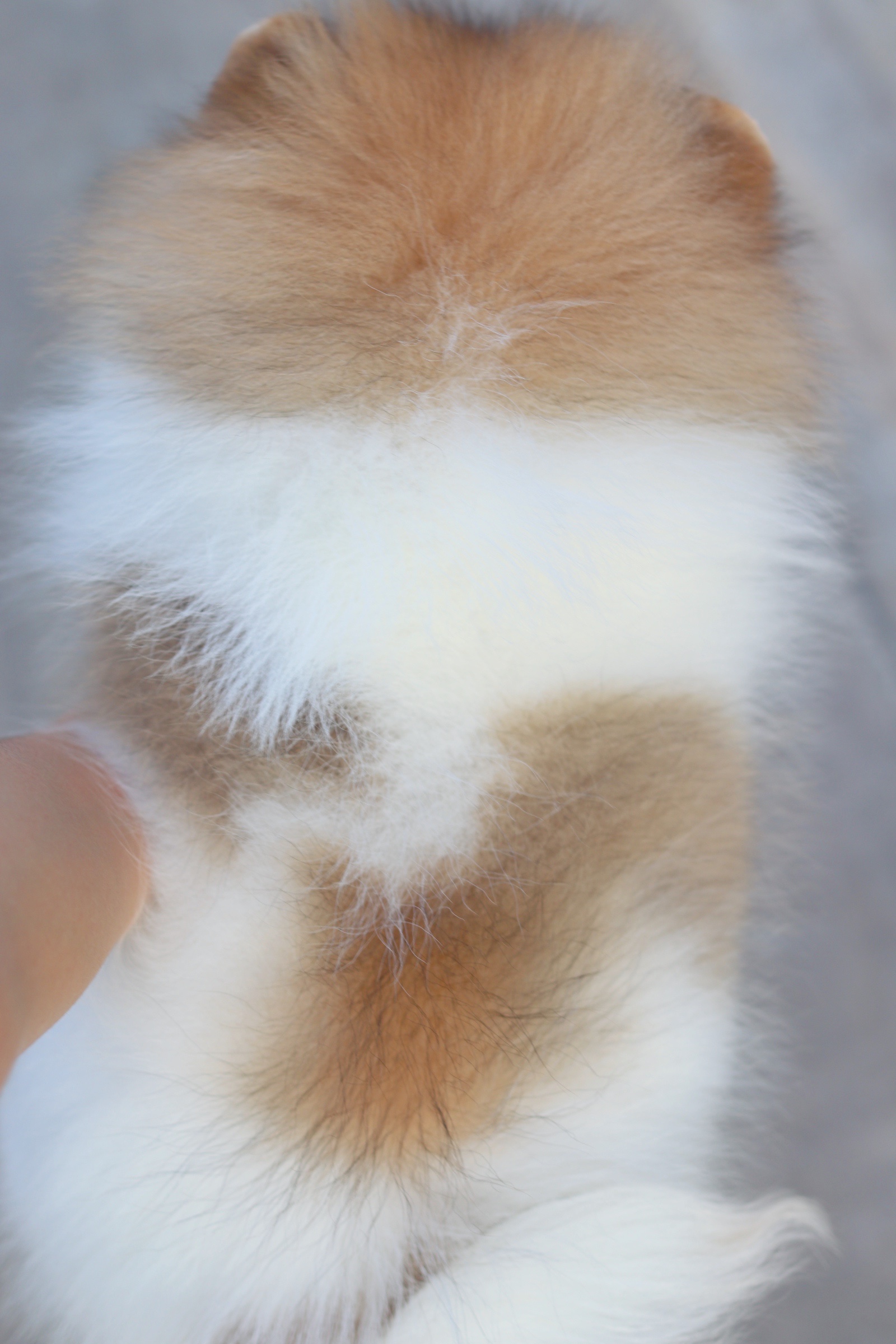 ปอมเมอเรเนียน เพศผู้สีแฟนซี