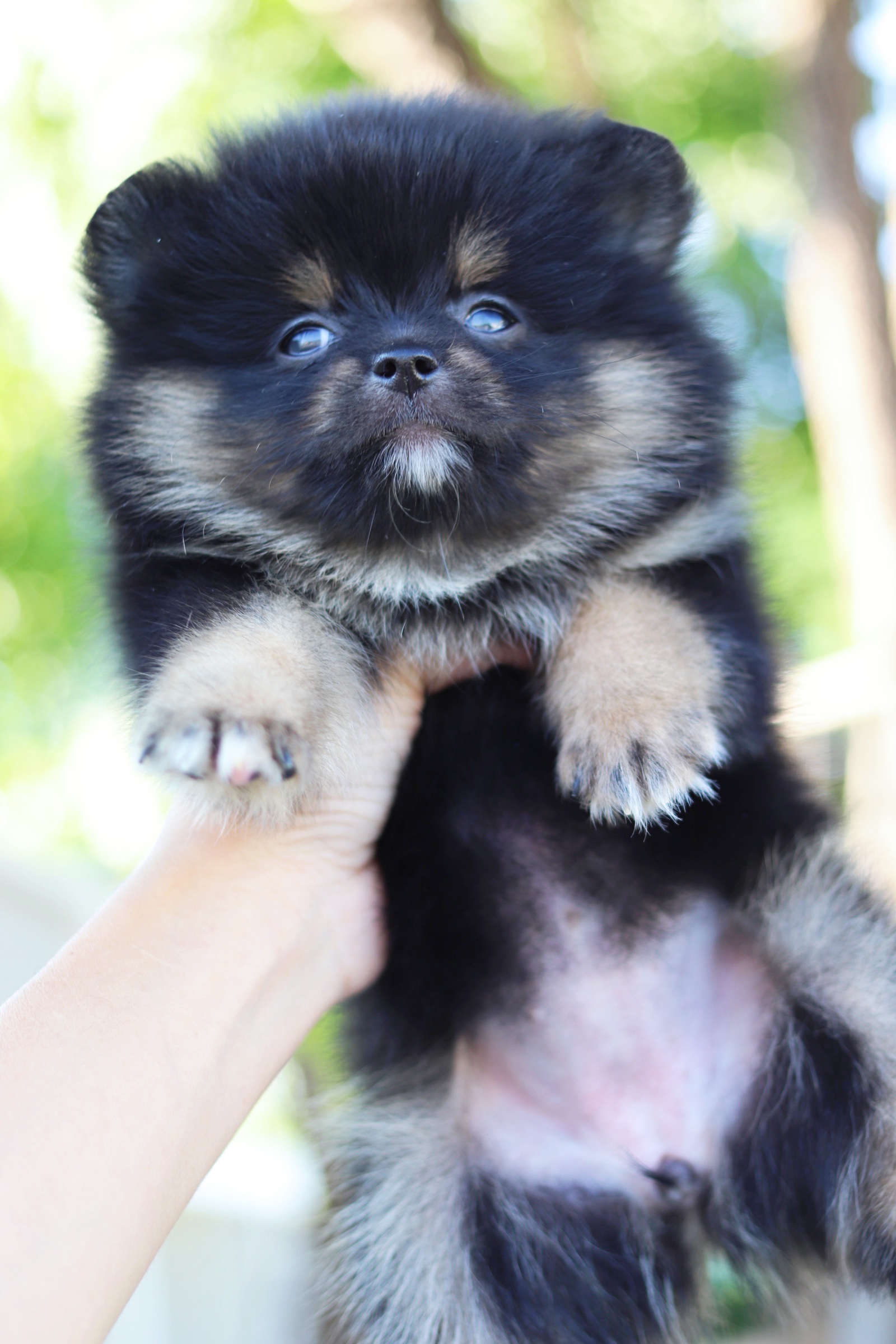 ปอมเมอเรเนียน เพศเมียแบล็คแทนหน้าฟ็อก