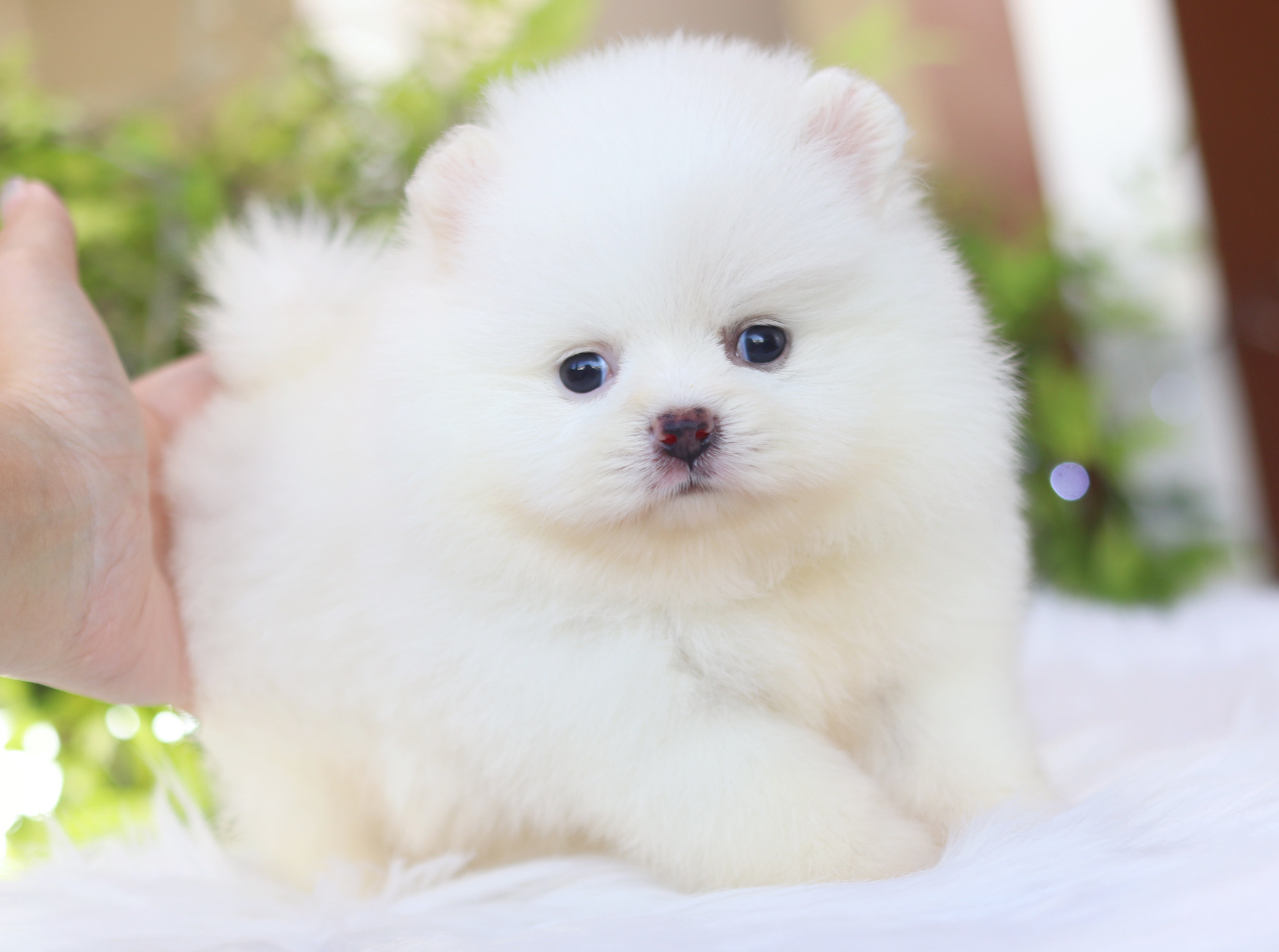 ปอมเมอเรเนียน เพศเมียสีขาว หัวแต้มครีมนิดๆเกรดโชว์