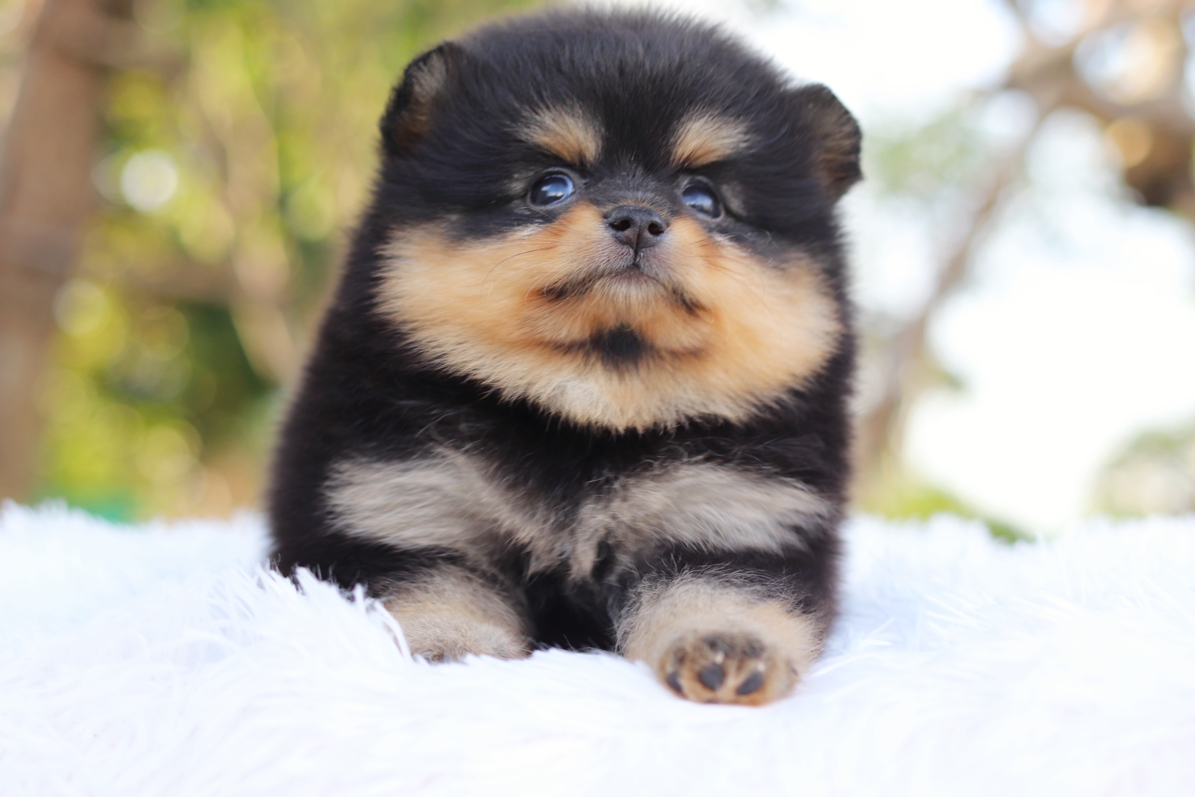 ปอมเมอเรเนียน เพศเมียสี แบล็คแทน