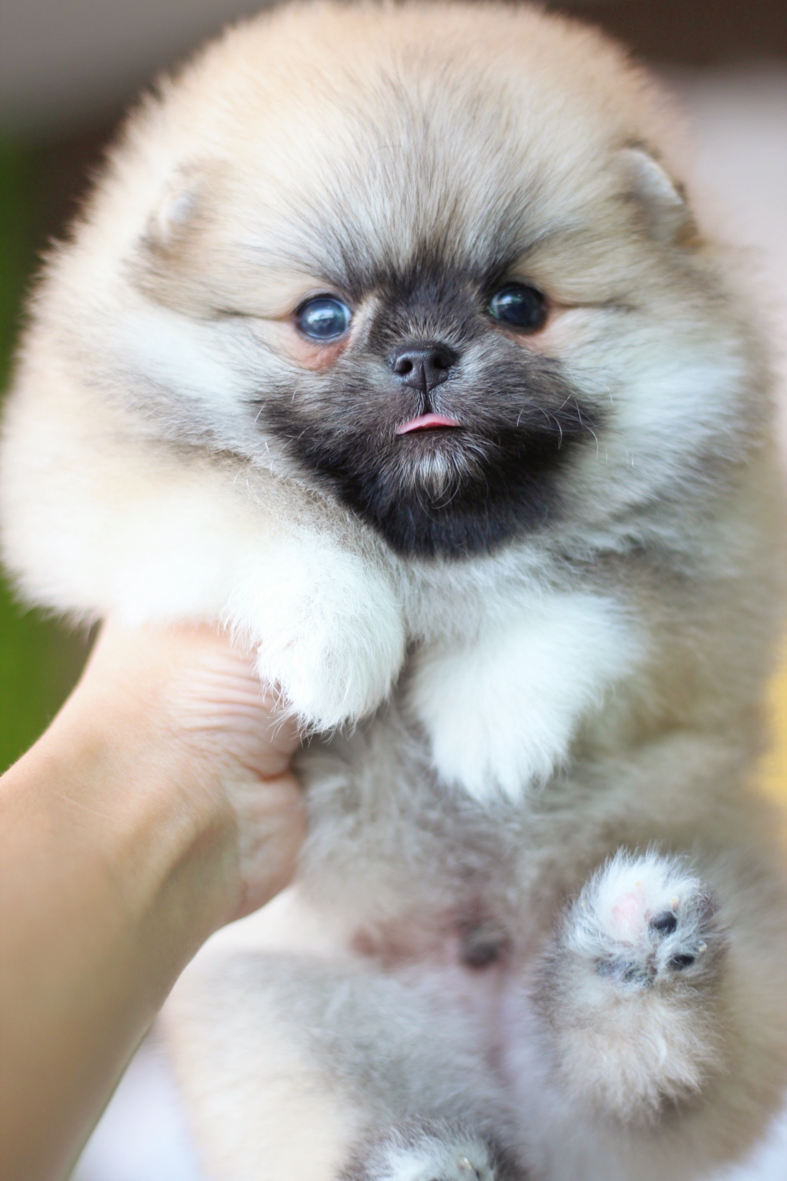 ปอมเมอเรเนียน เพศผู้ สีส้มเกรดโชว์