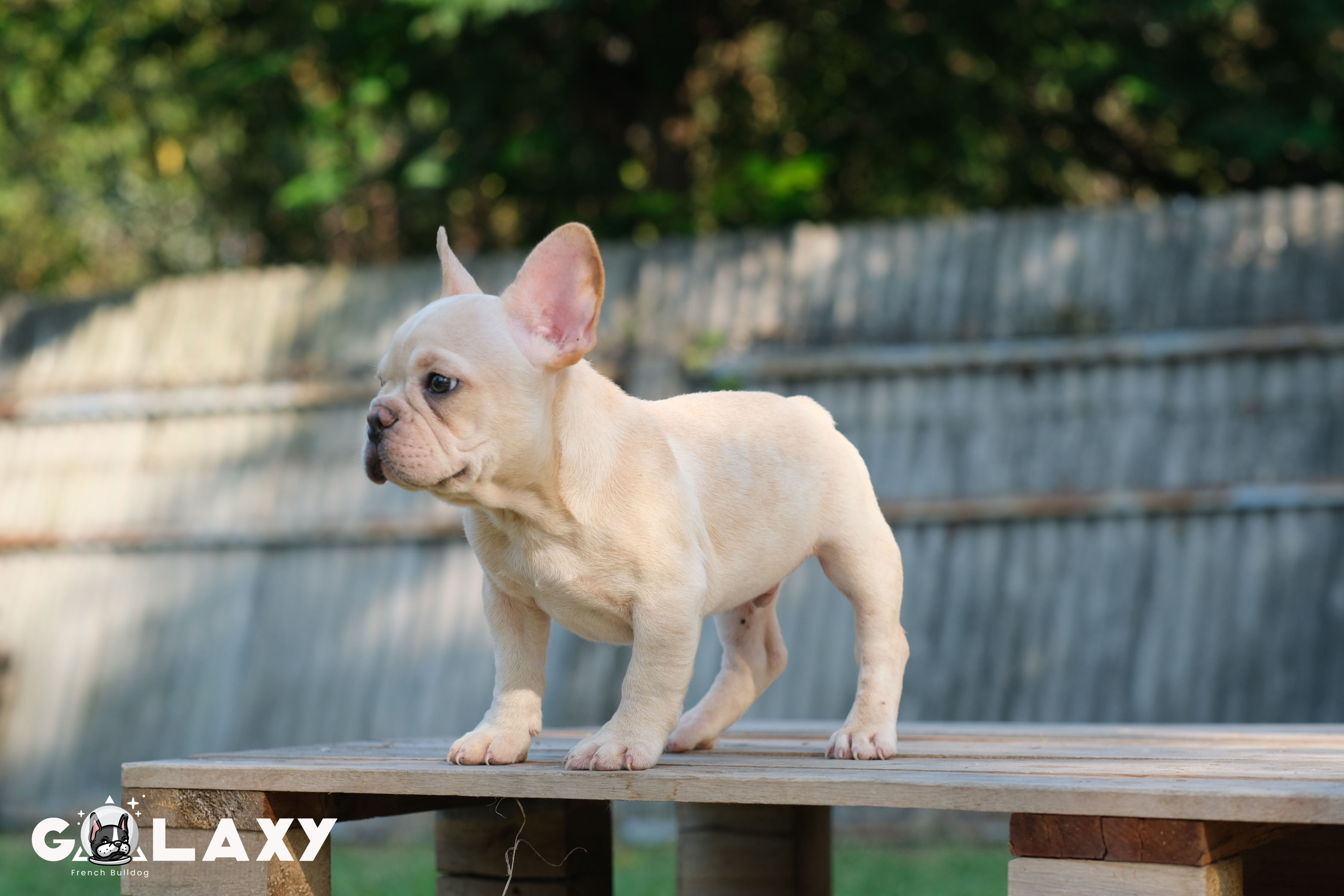 เด็กชาย เฟรนช์บูลด็อก หน้าย่นๆ สายเลือดดี พร้อมใบเพ็ดดีกรี ราคาไม่แพง