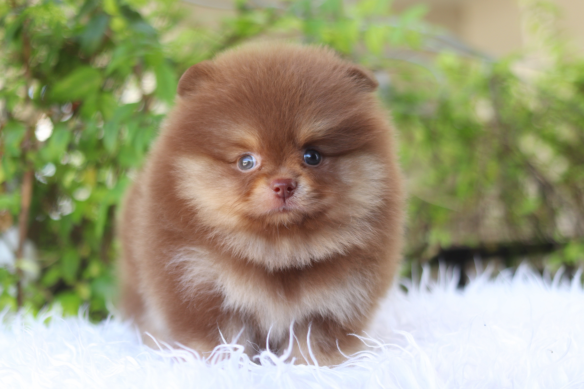 ปอมเมอเรเนียน เพศเมียสีช็อคแทน