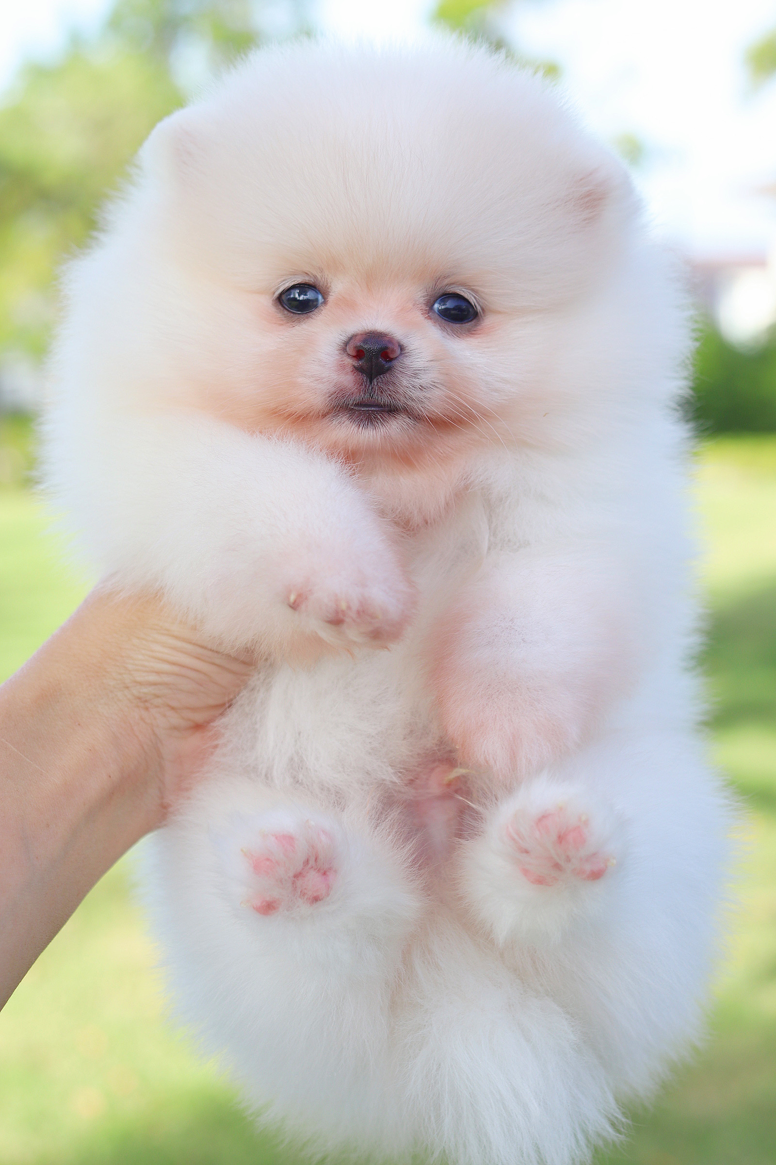 ปอมเมอเรเนียน เพศผู้สีขาวครีม