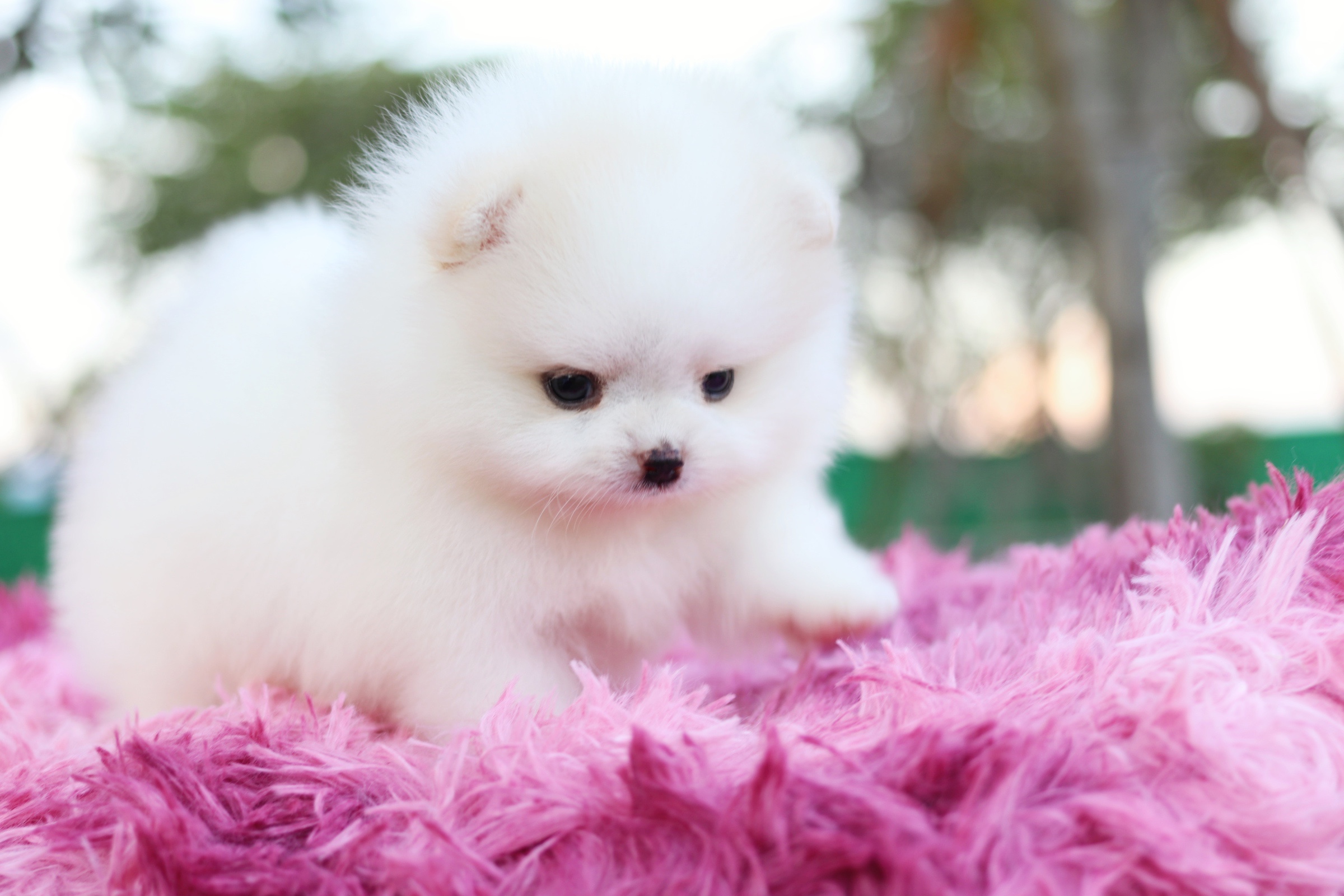 ปอมเมอเรเนียน เพศผู้ สีขาวครีม เกรดโชว์