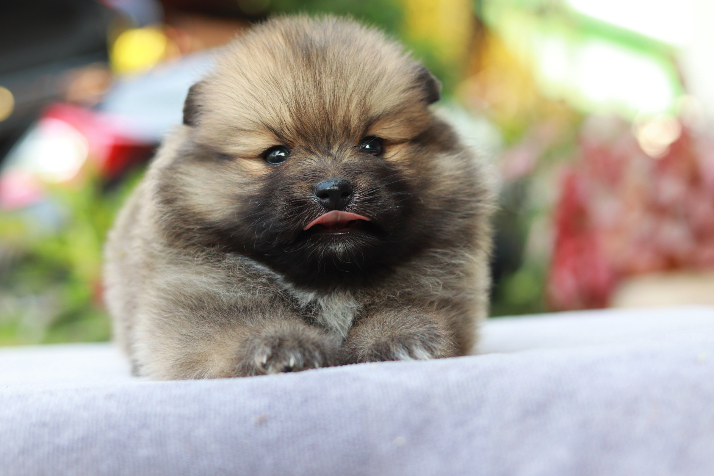 ปอมเมอเรเนียน เพศเมีย