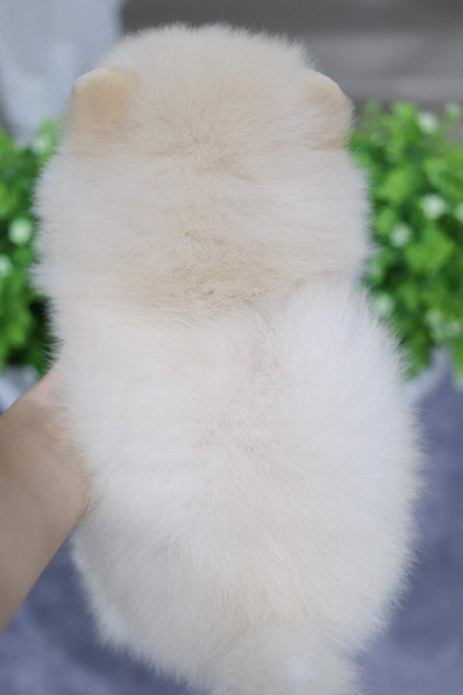 ปอมเมอเรเนียน เพศเมีย