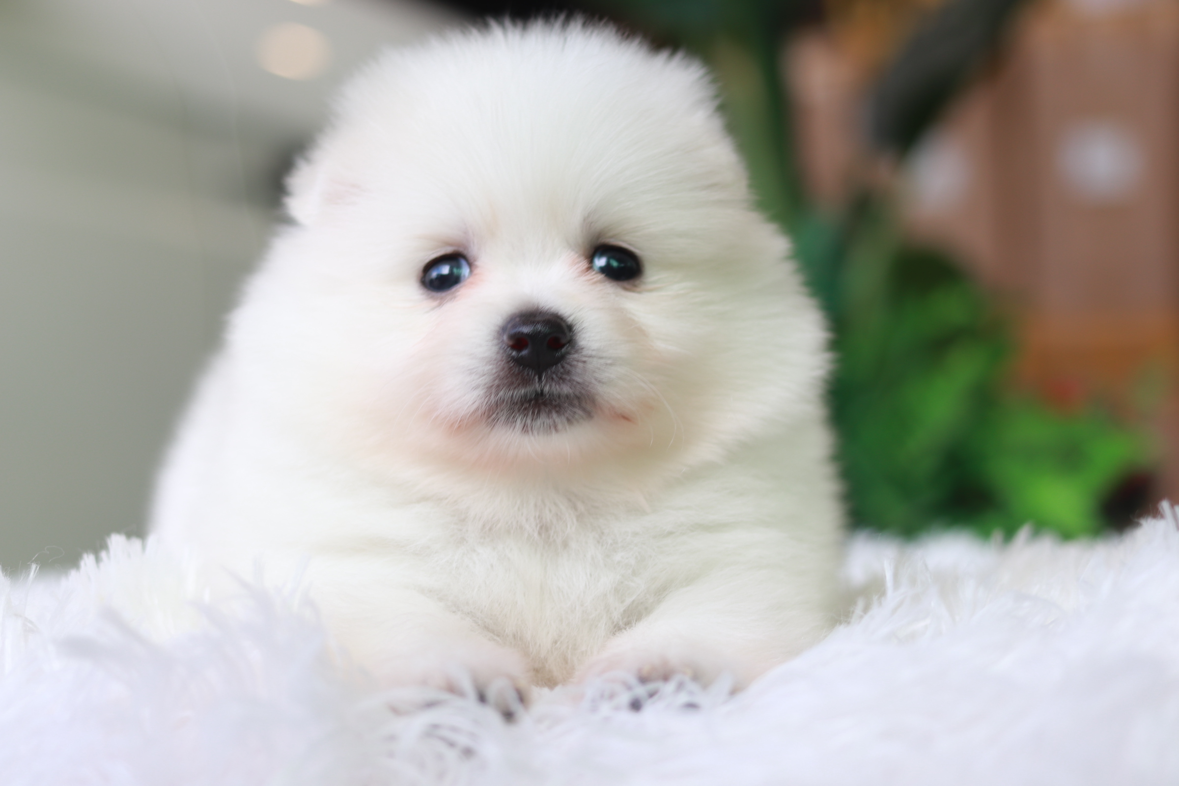 ปอมเมอเรเนียน เพศผู้ สีขาว