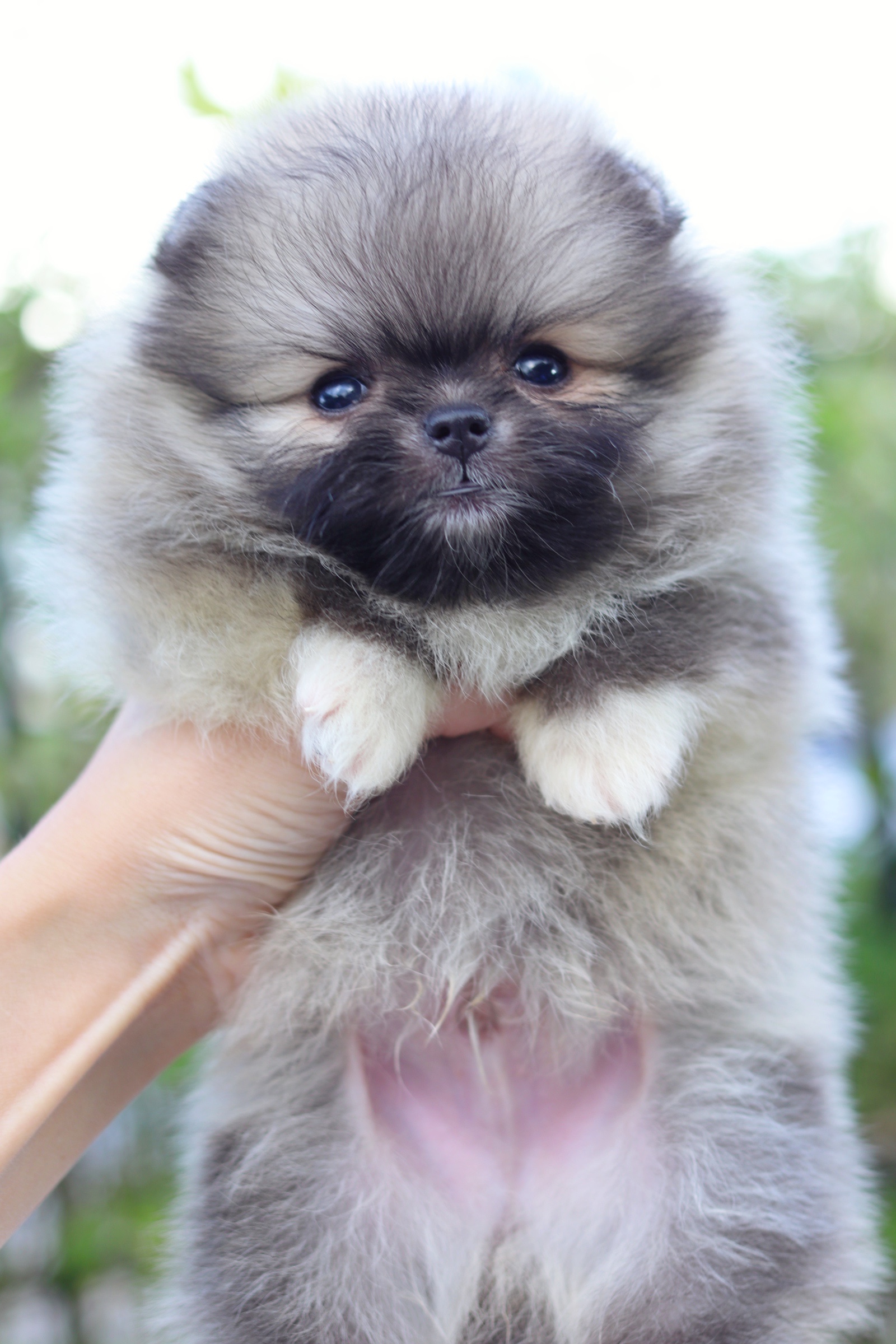 ปอมเมอเรเนียน เพศผู้ สีส้ม ไซส์เล็ก