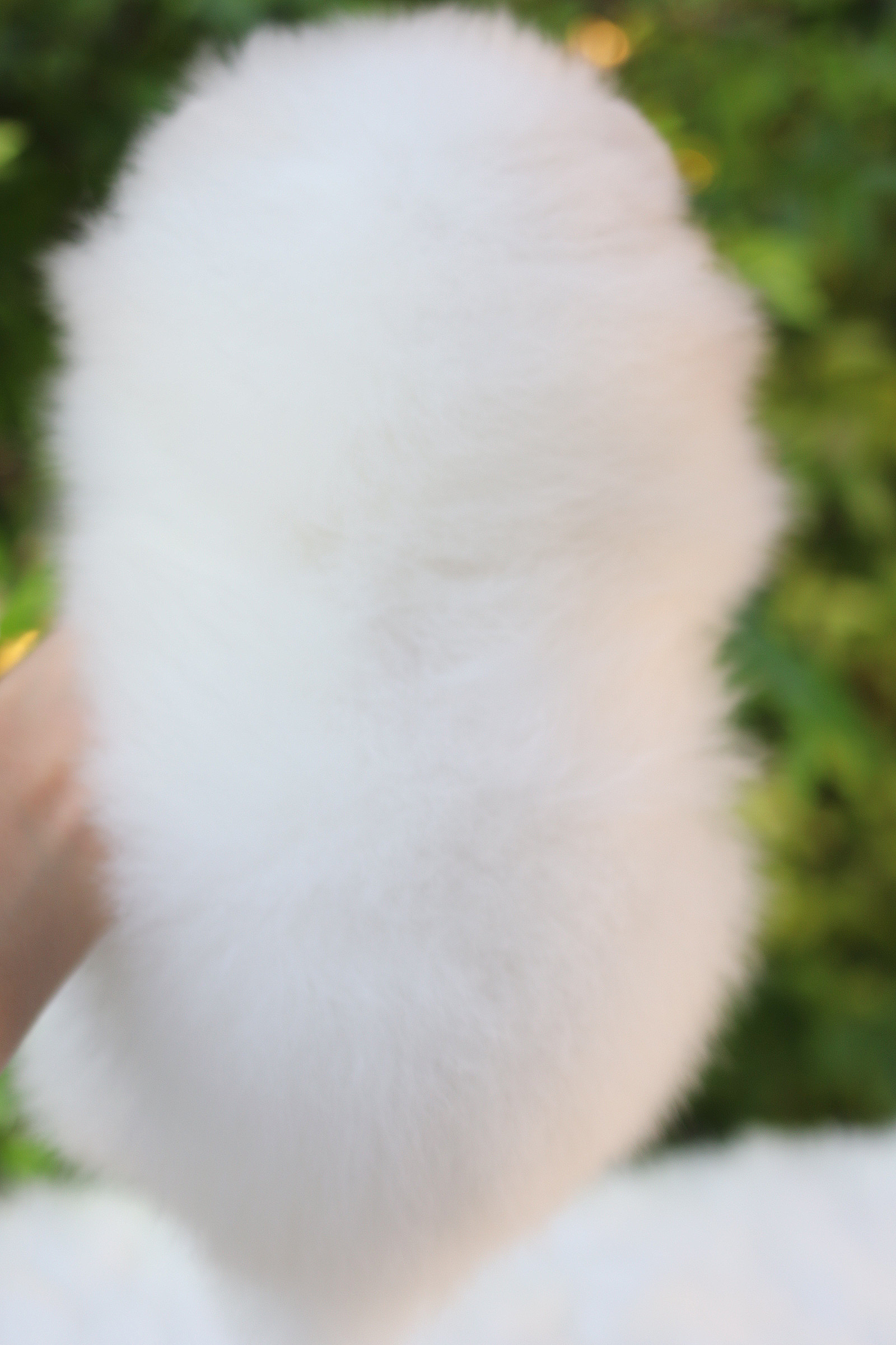 ปอมเมอเรเนียน เพศผู้สีขาวครีมเกรดโชว์