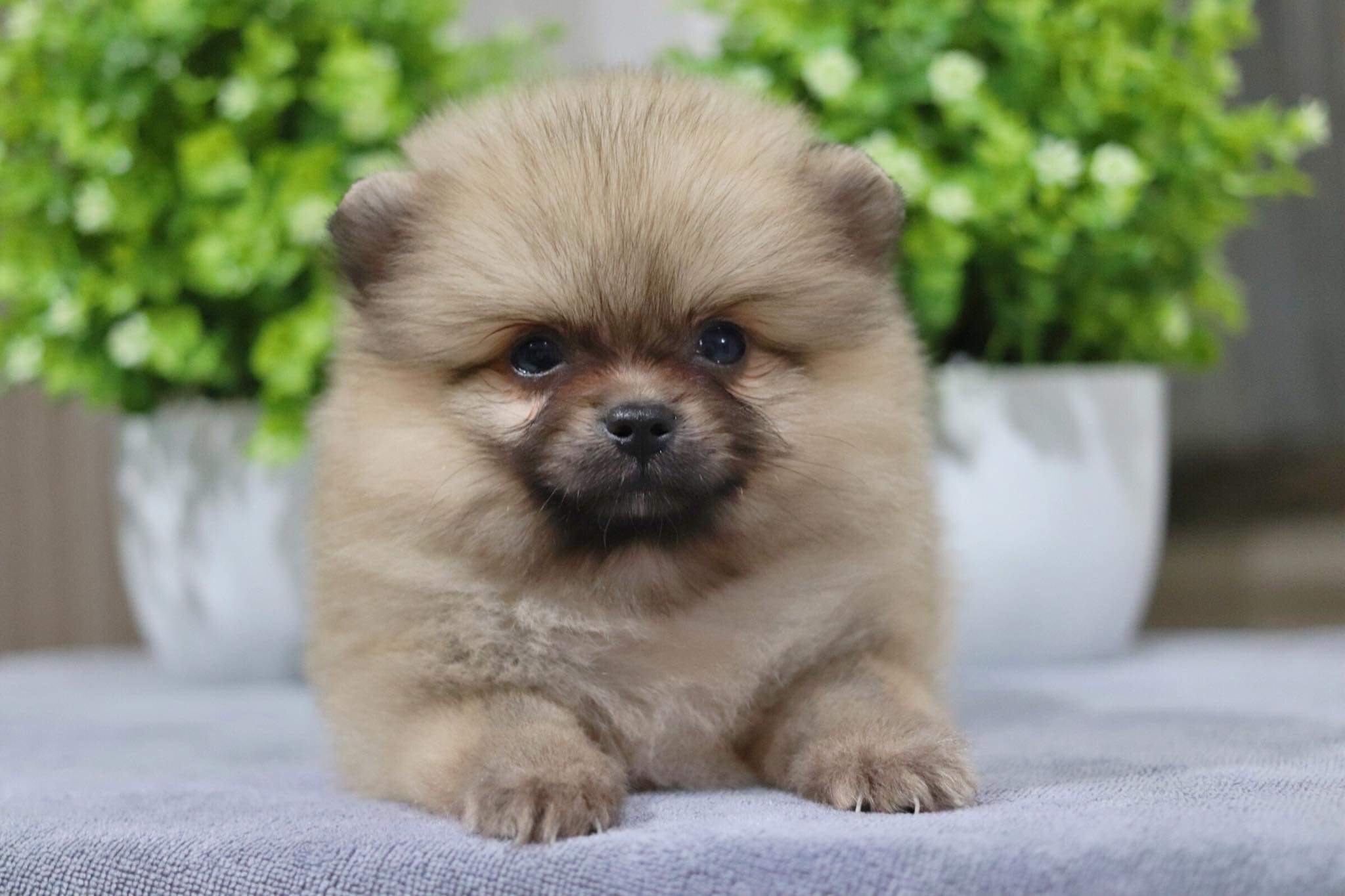 ปอมเมอเรเนียน เพศเมีย