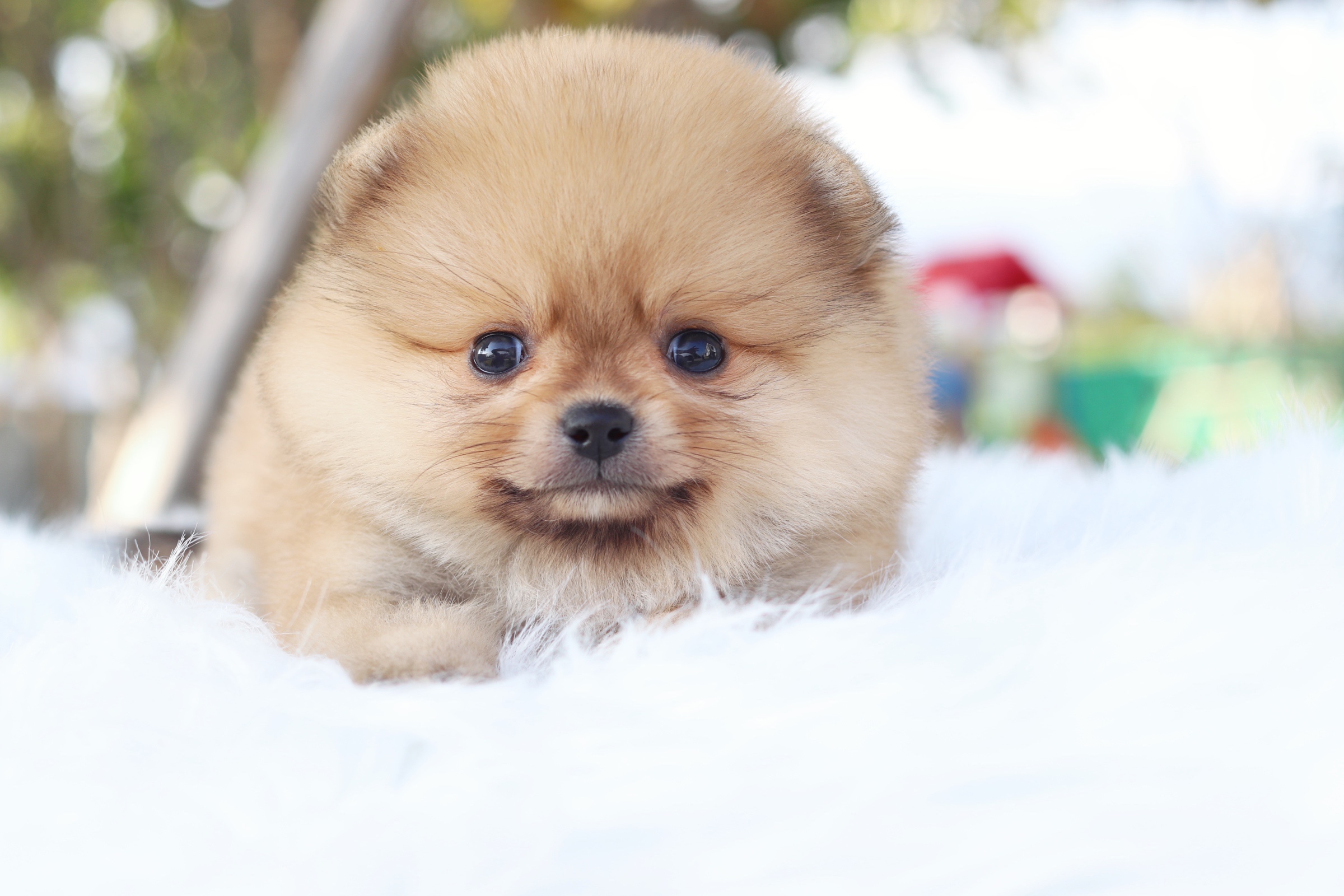 ปอมเมอเรเนียน เพศผู้ สีส้ม