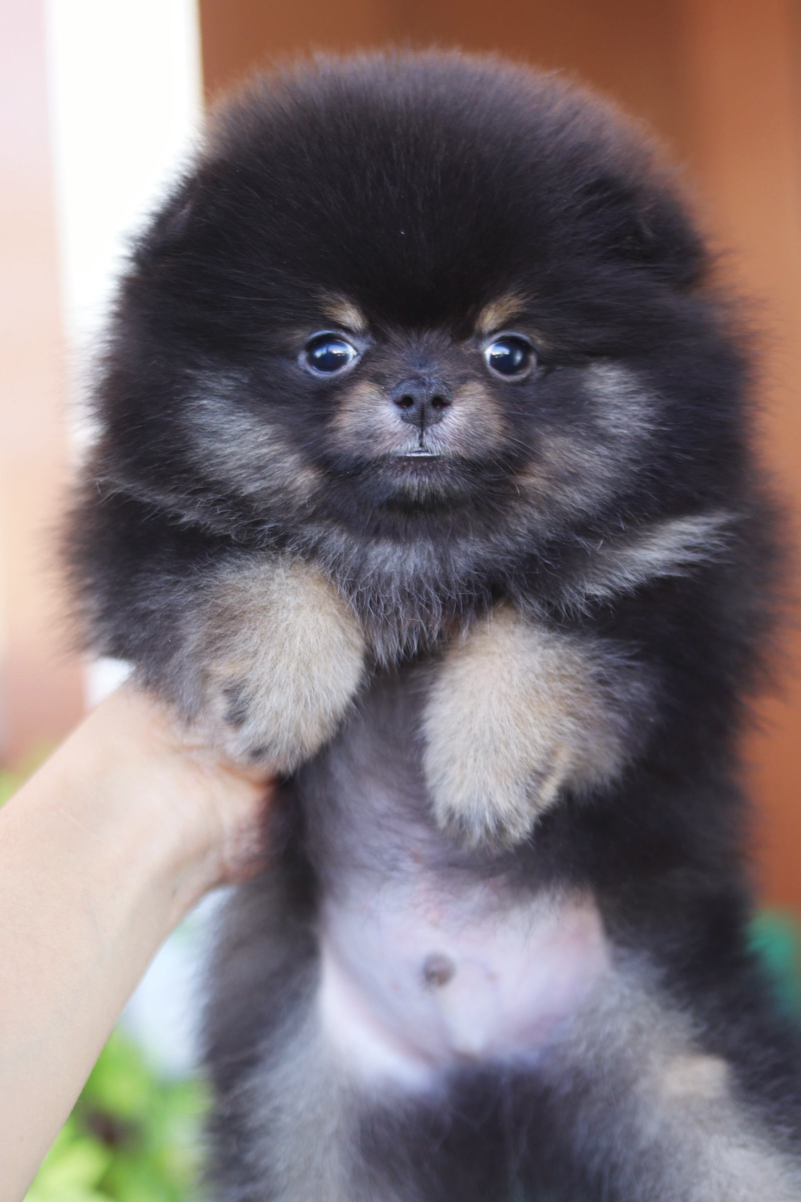 ปอมเมอเรเนียน เพศผู้ แบล็คแทน