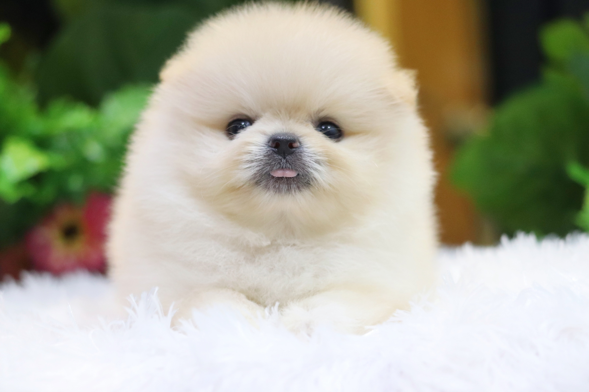 ปอมเมอเรเนียน เพศผู้ สีขาวครีม