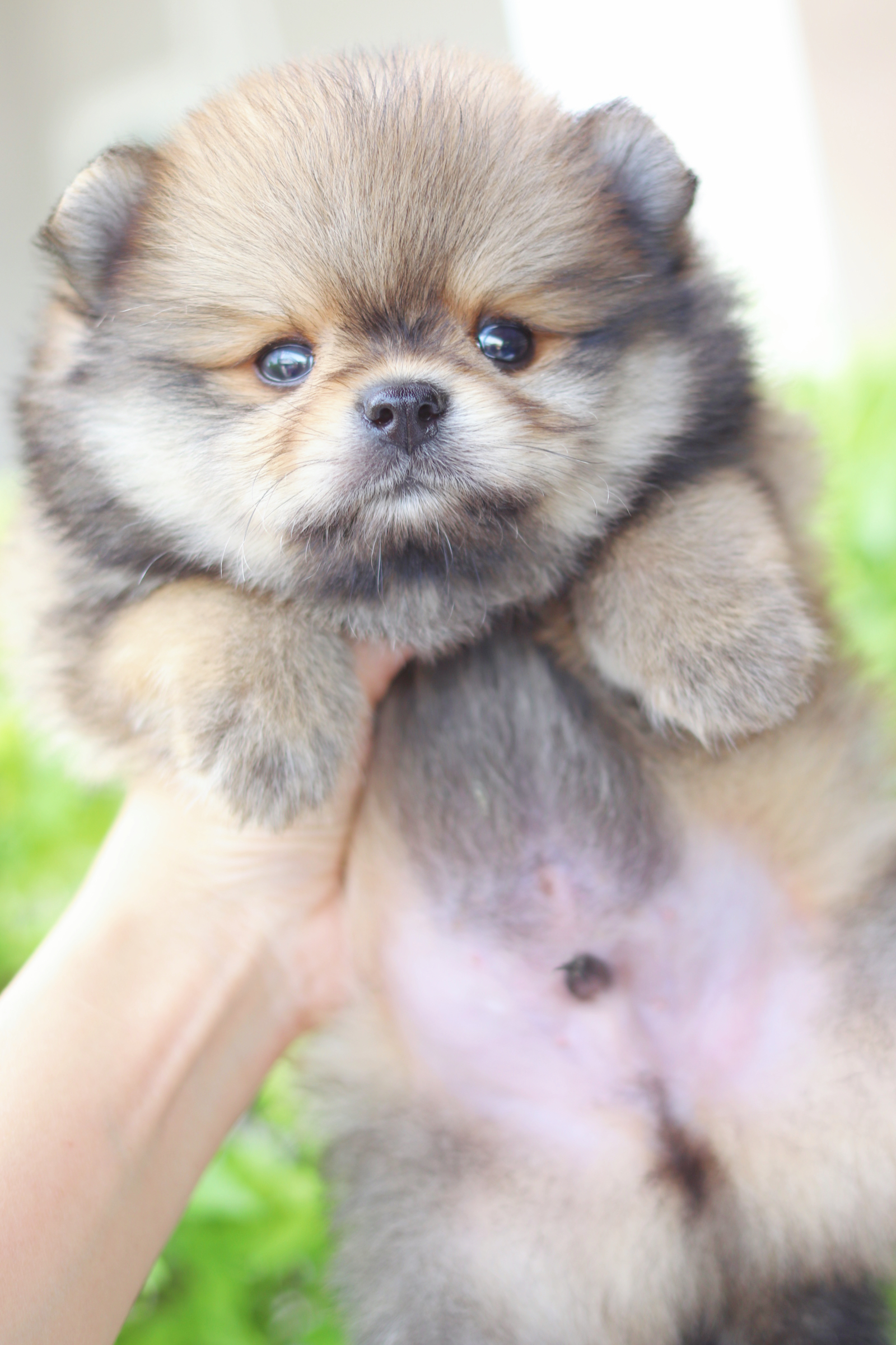 ปอมเมอเรเนียน เพศผู้สีส้ม