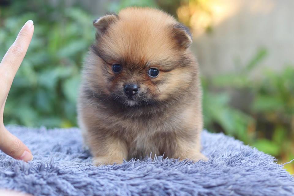 ปอมเมอเรเนียน เพศผู้