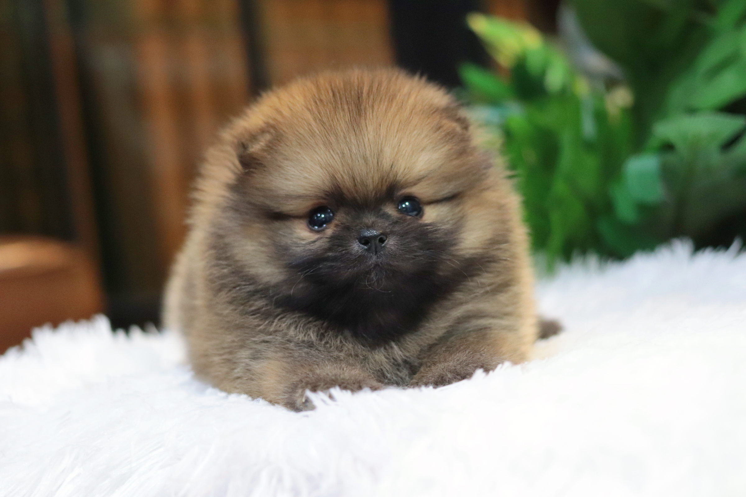 ปอมเมอเรเนียน เพศผู้สีส้มขนแน่น สายเลือดดี