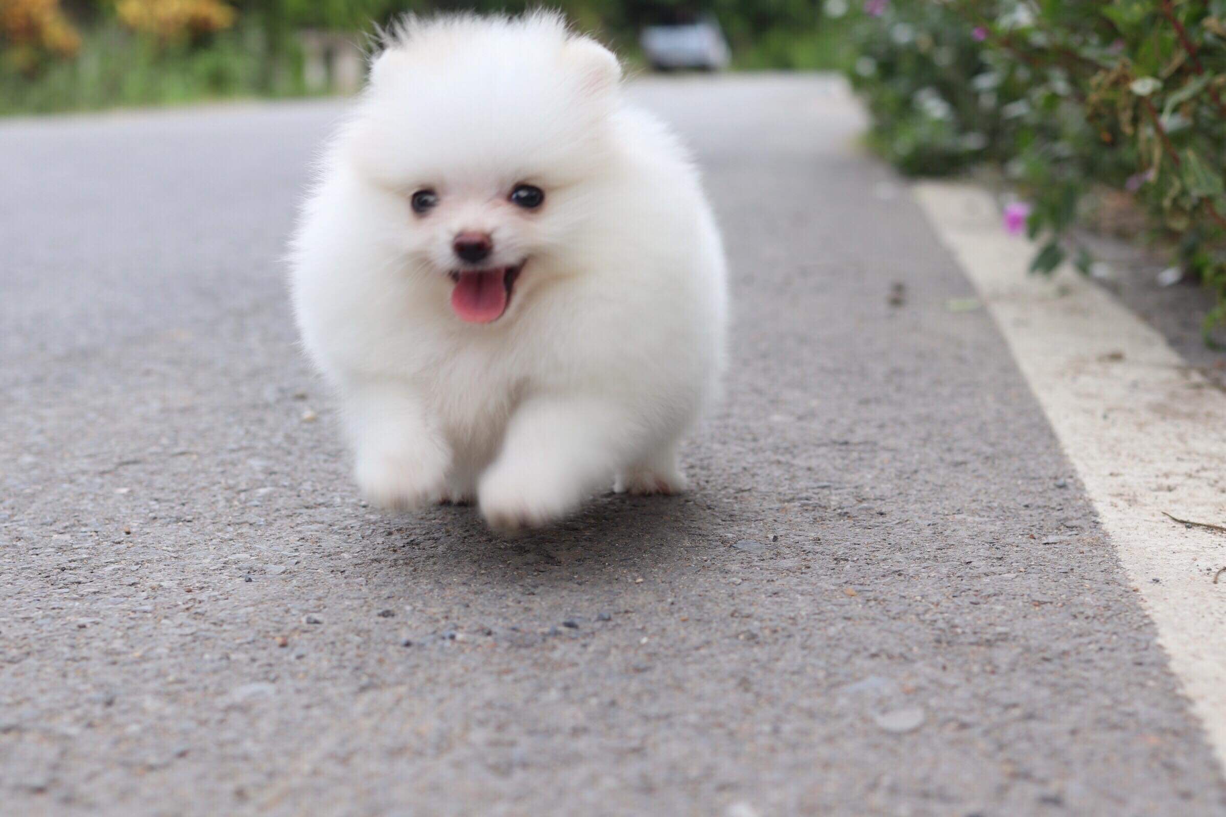 ปอมเมอเรเนียน เพศเมีย