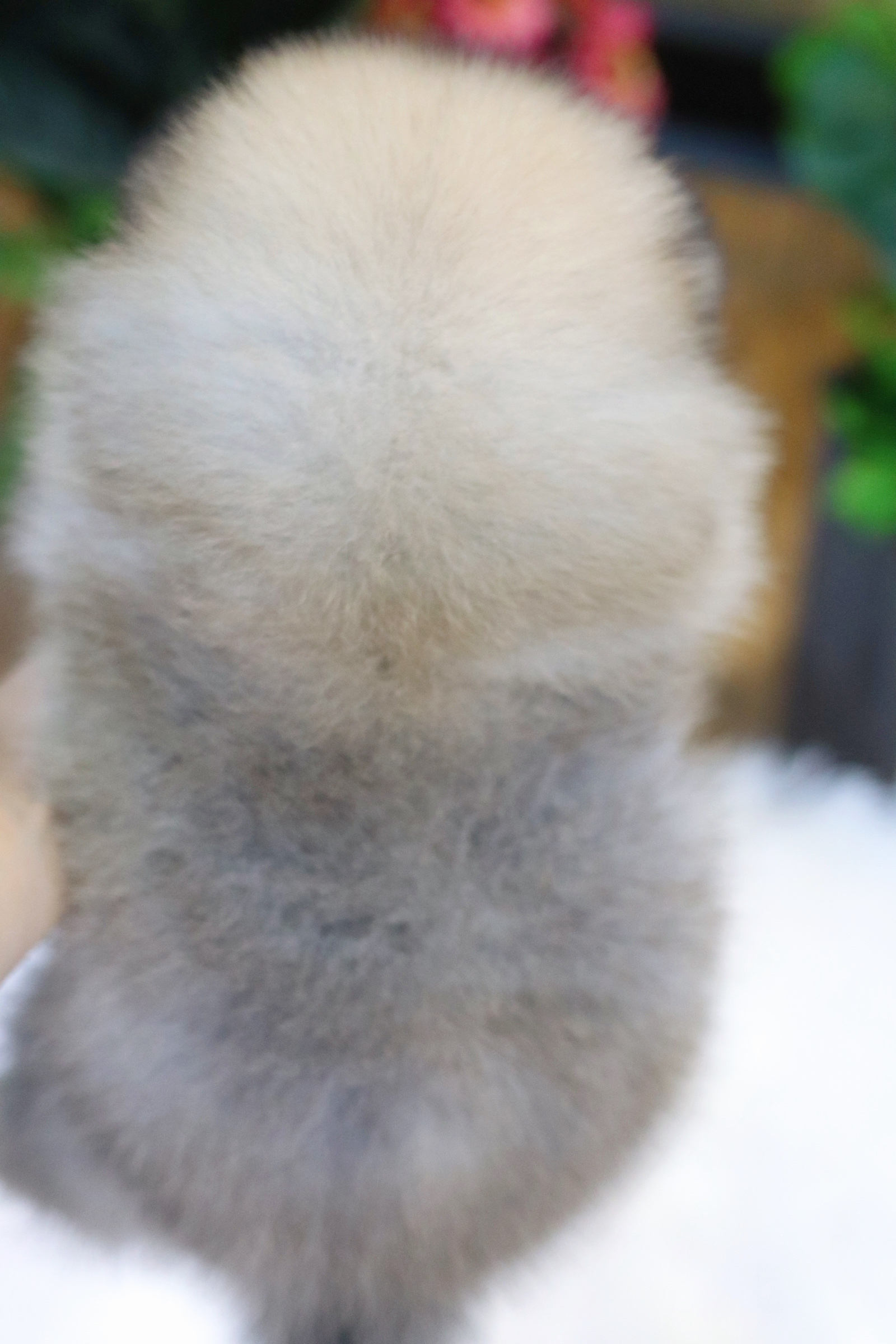 ปอมเมอเรเนียน เพศผู้ สีส้ม