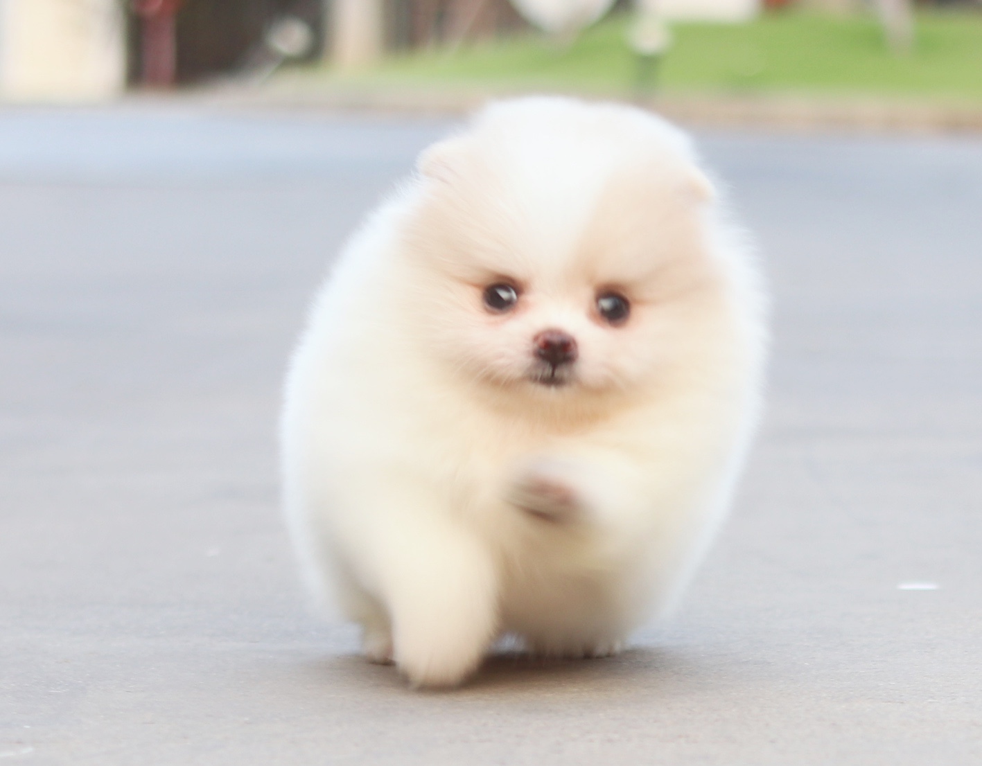 ปอมเมอเรเนียน เพศเมียสีแฟนซีเกรดโชว์