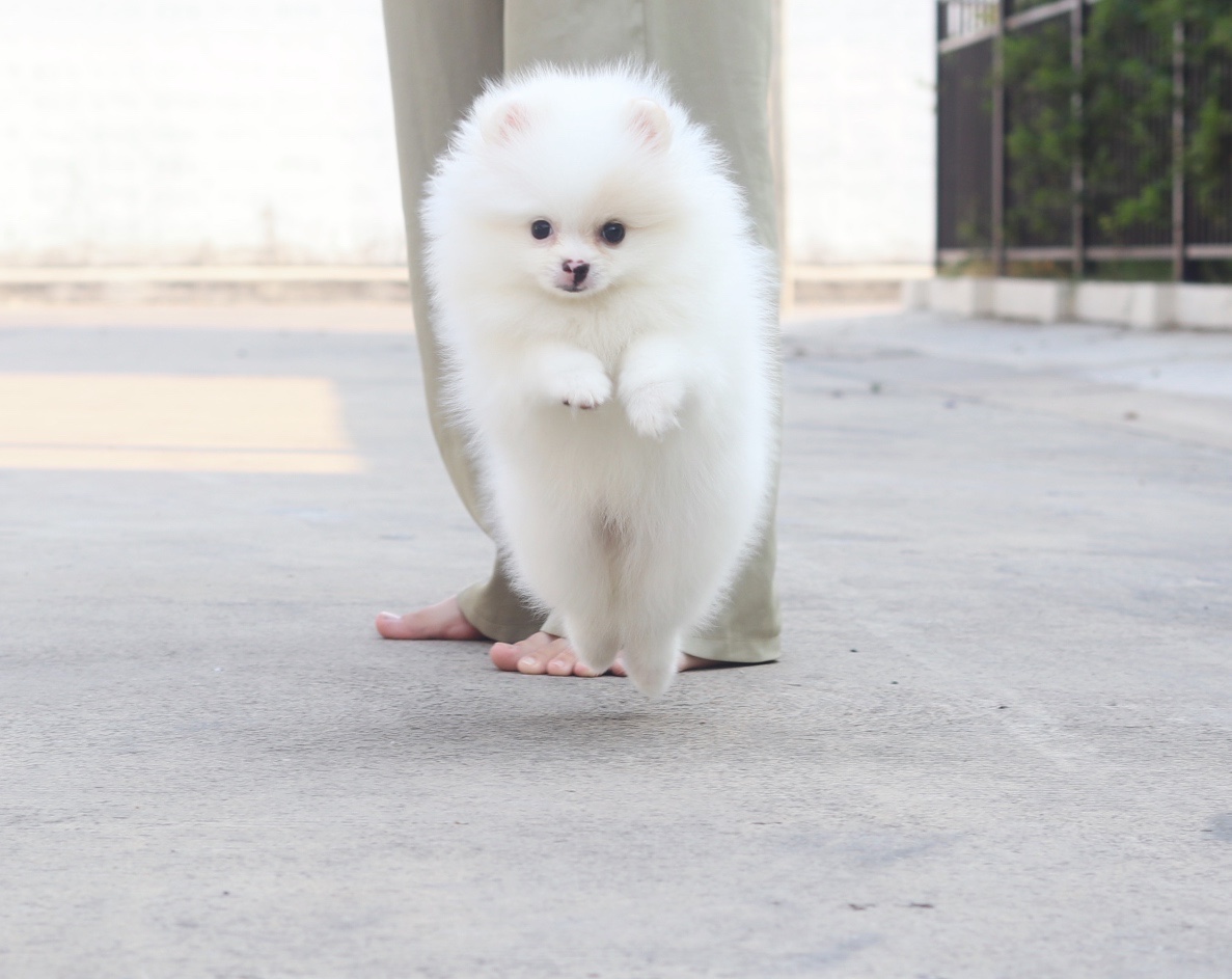 ปอมเมอเรเนียน เพศผู้ สีขาวครีม