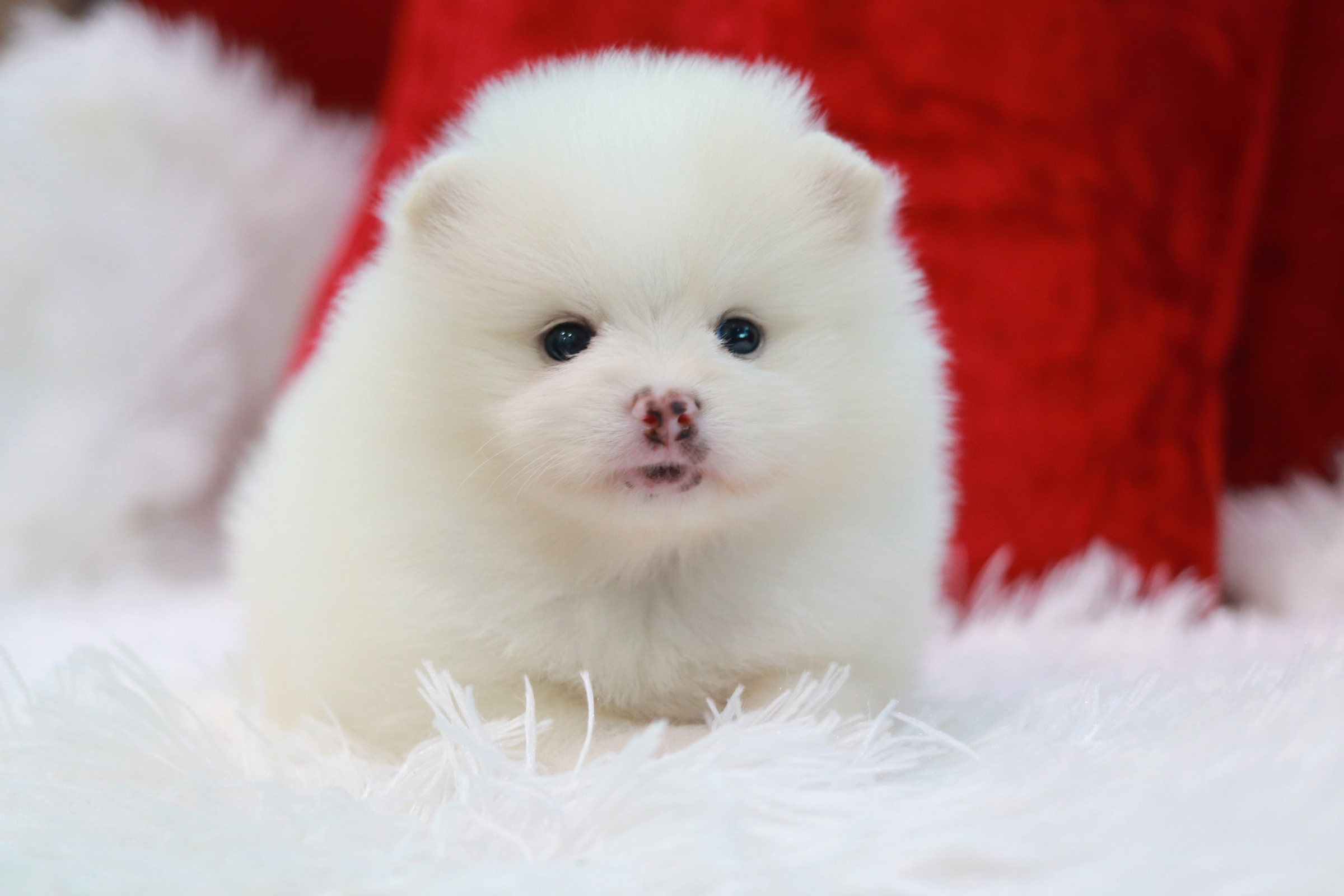 ปอมเมอเรเนียน เพศผู้ขาวครีม