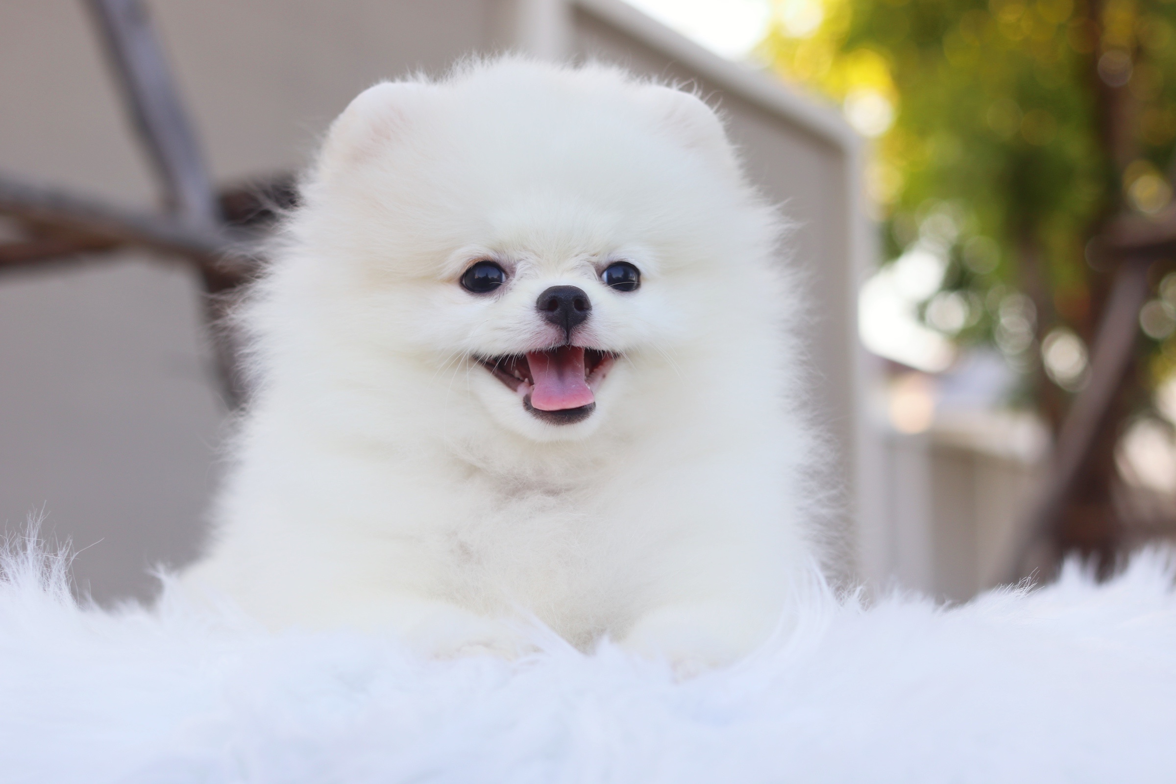 ปอมเมอเรเนียน เพศเมียสีขาวครีมไซส์เล็ก