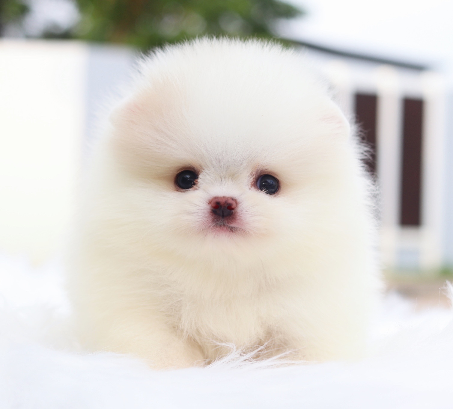 ปอมเมอเรเนียน เพศเมียสีขาวครีมเกรดโชว์ พร้อมใบเพ็ดเต็มใบ