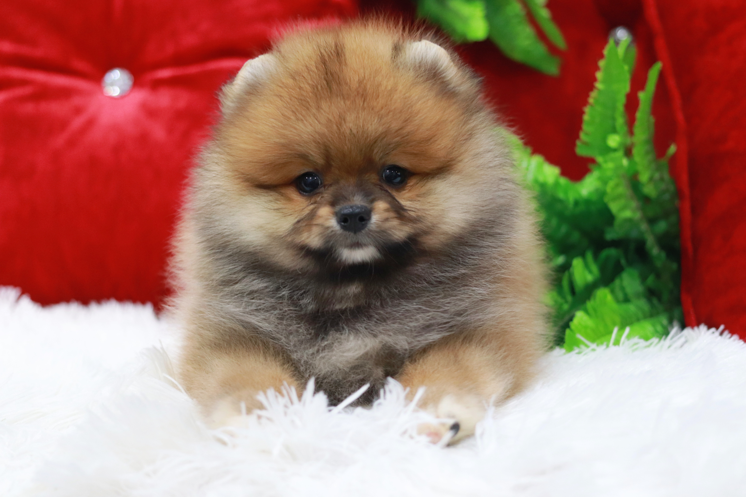 ปอมเมอเรเนียน เพศผู้ สีส้ม