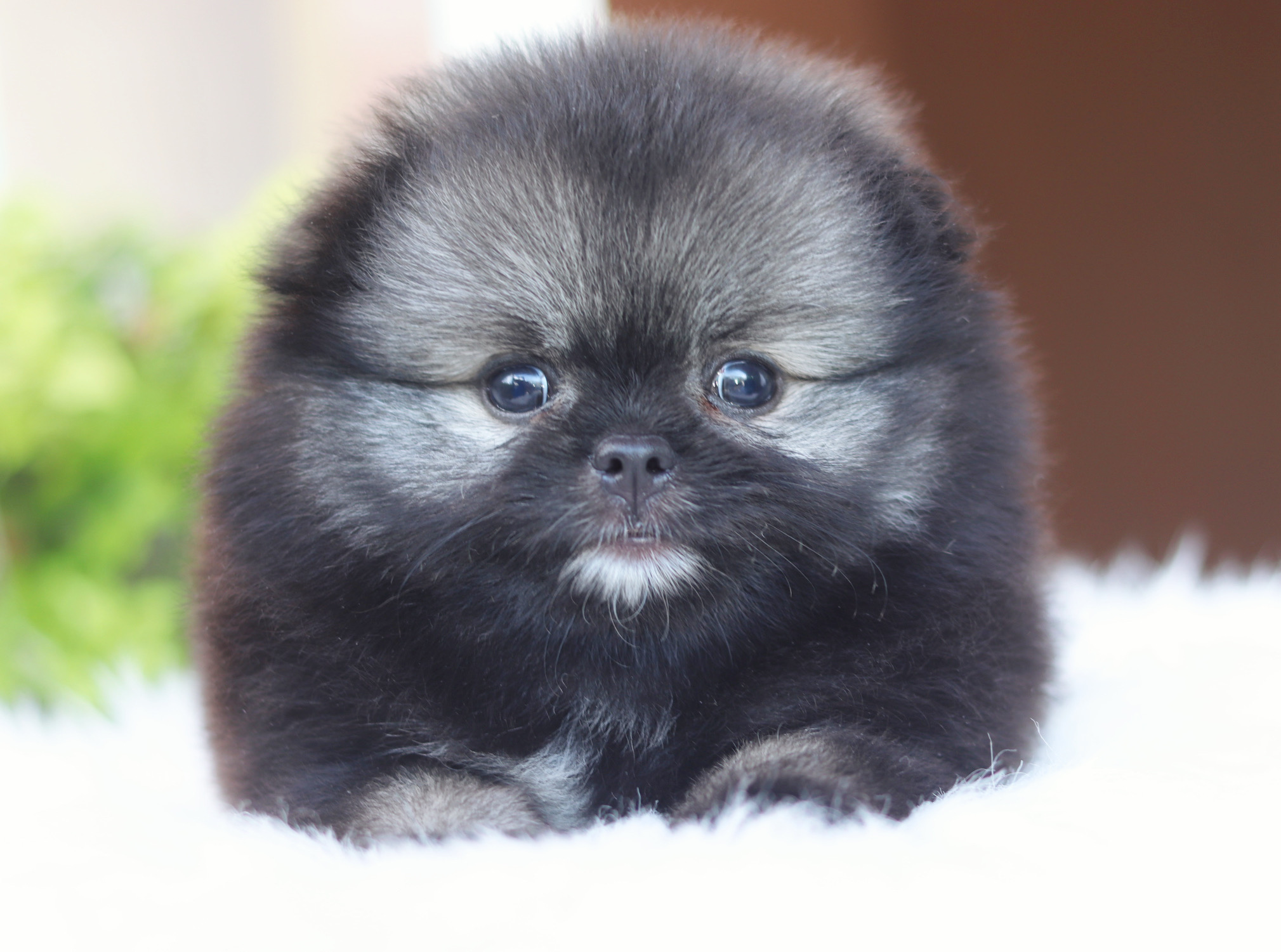 ปอมเมอเรเนียน เพศผู้ สีส้ม เซเบิ้ล