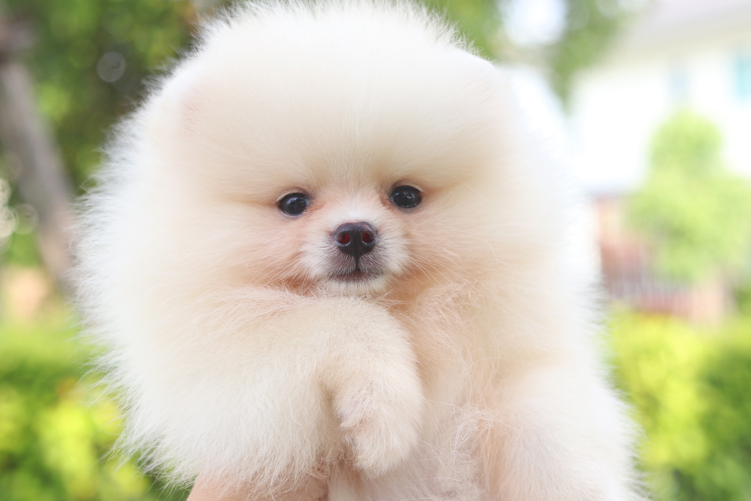 ปอมเมอเรเนียน เพศผู้ ครีม