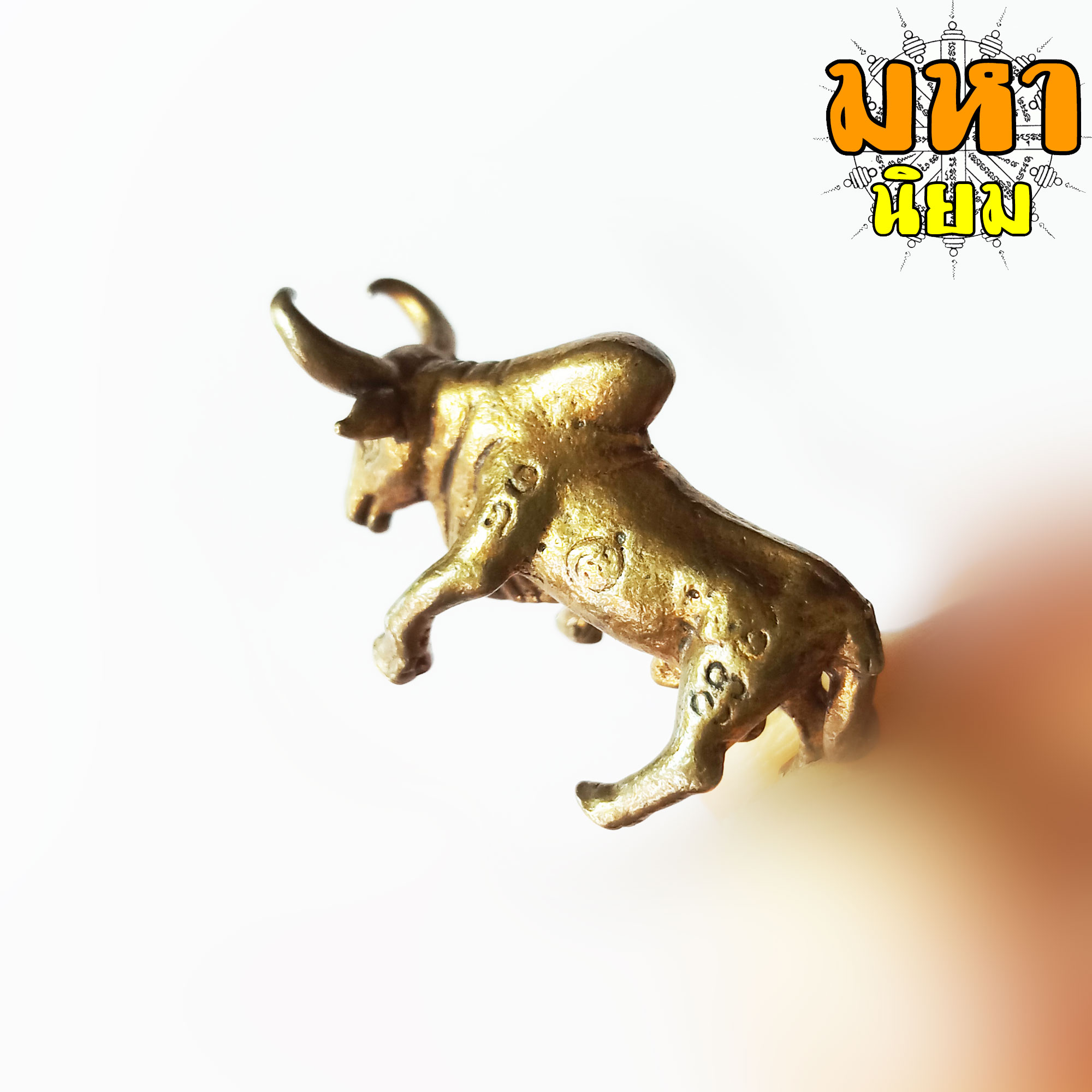 วัวธนู ครูบาดวงดี ยติโก วัดบ้านฟ่อน จ.เชียงใหม่