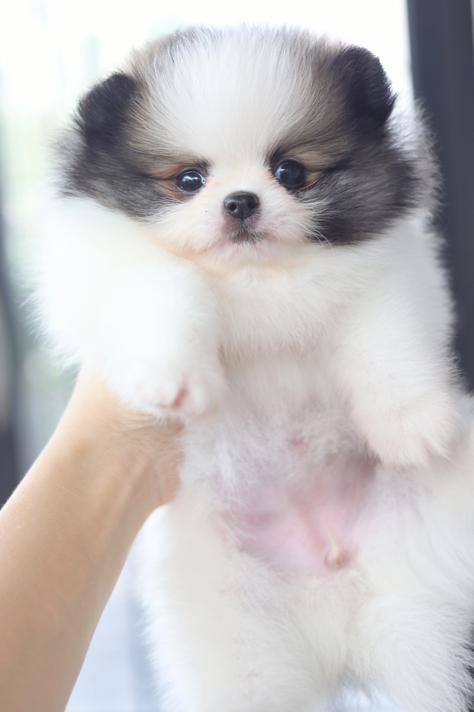 ปอมเมอเรเนียน เพศเมียสีแฟนซี