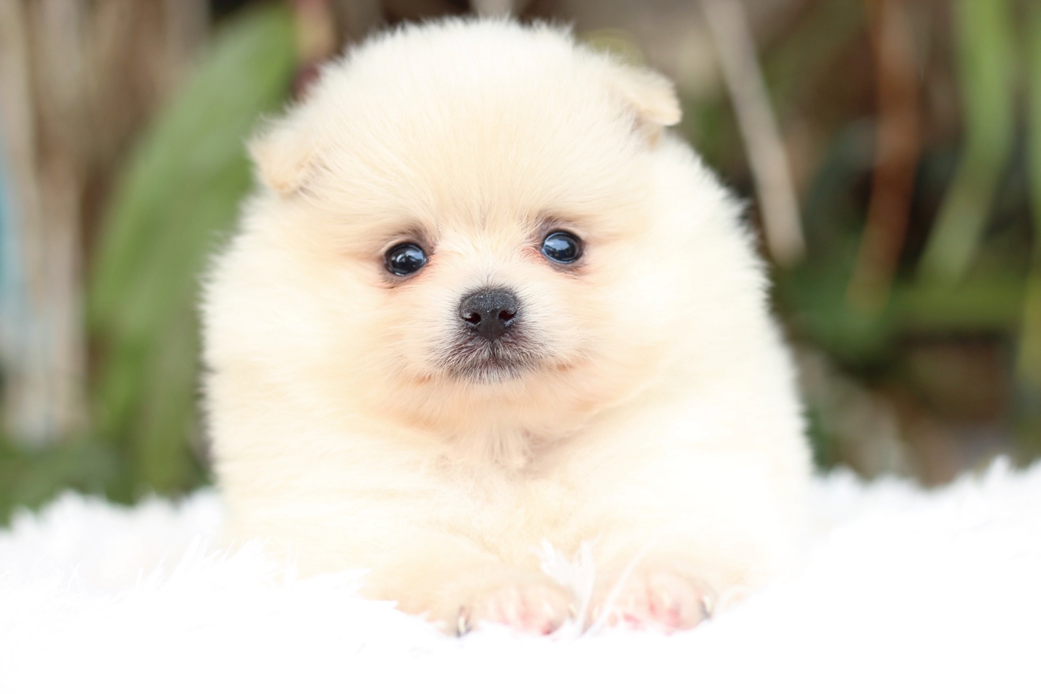 ปอมเมอเรเนียน เพศผู้ สีขาวครีม เกรดเลี้ยงเล่น