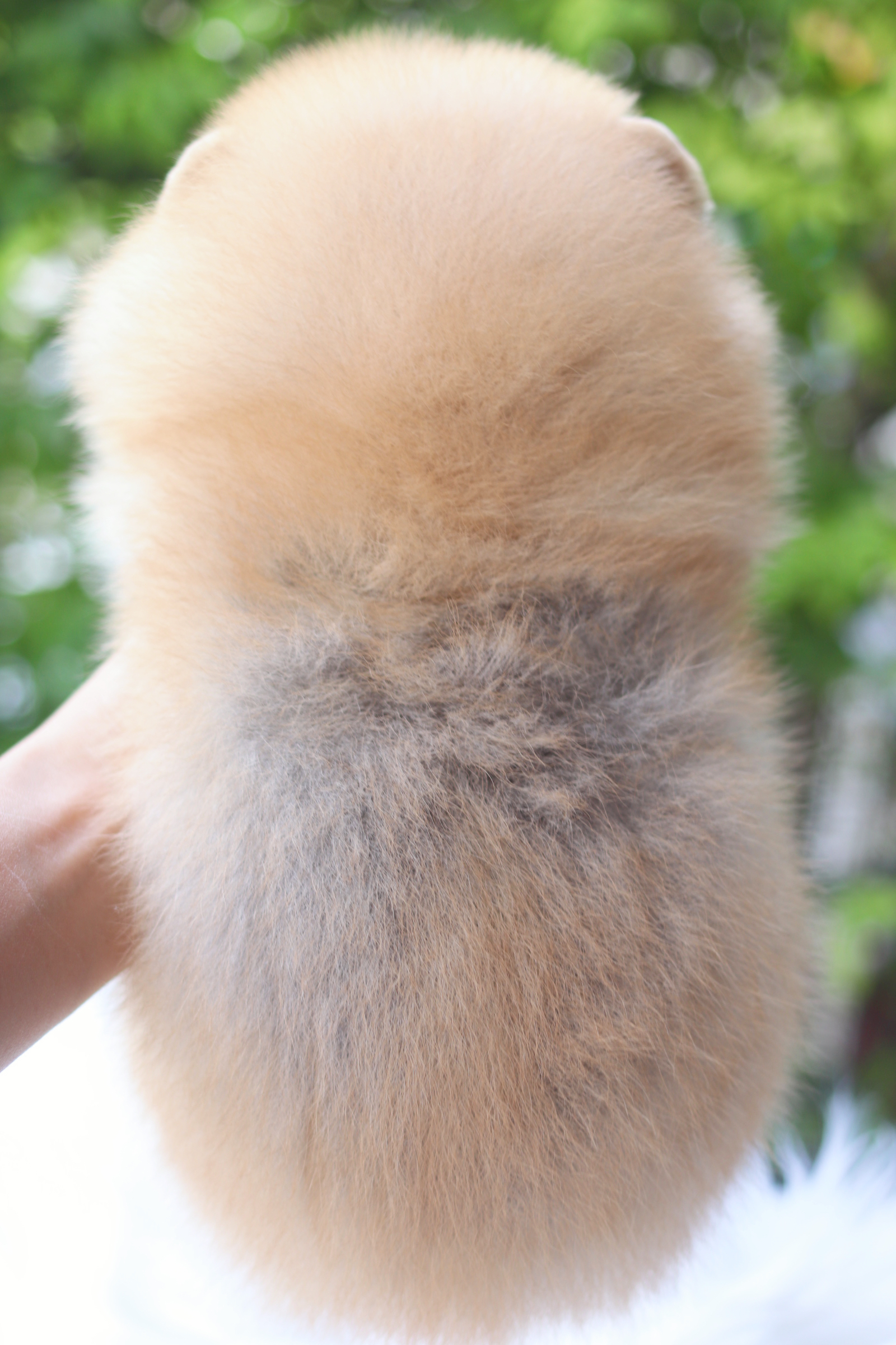 ปอมเมอเรเนียน เพศเมียสีส้ม