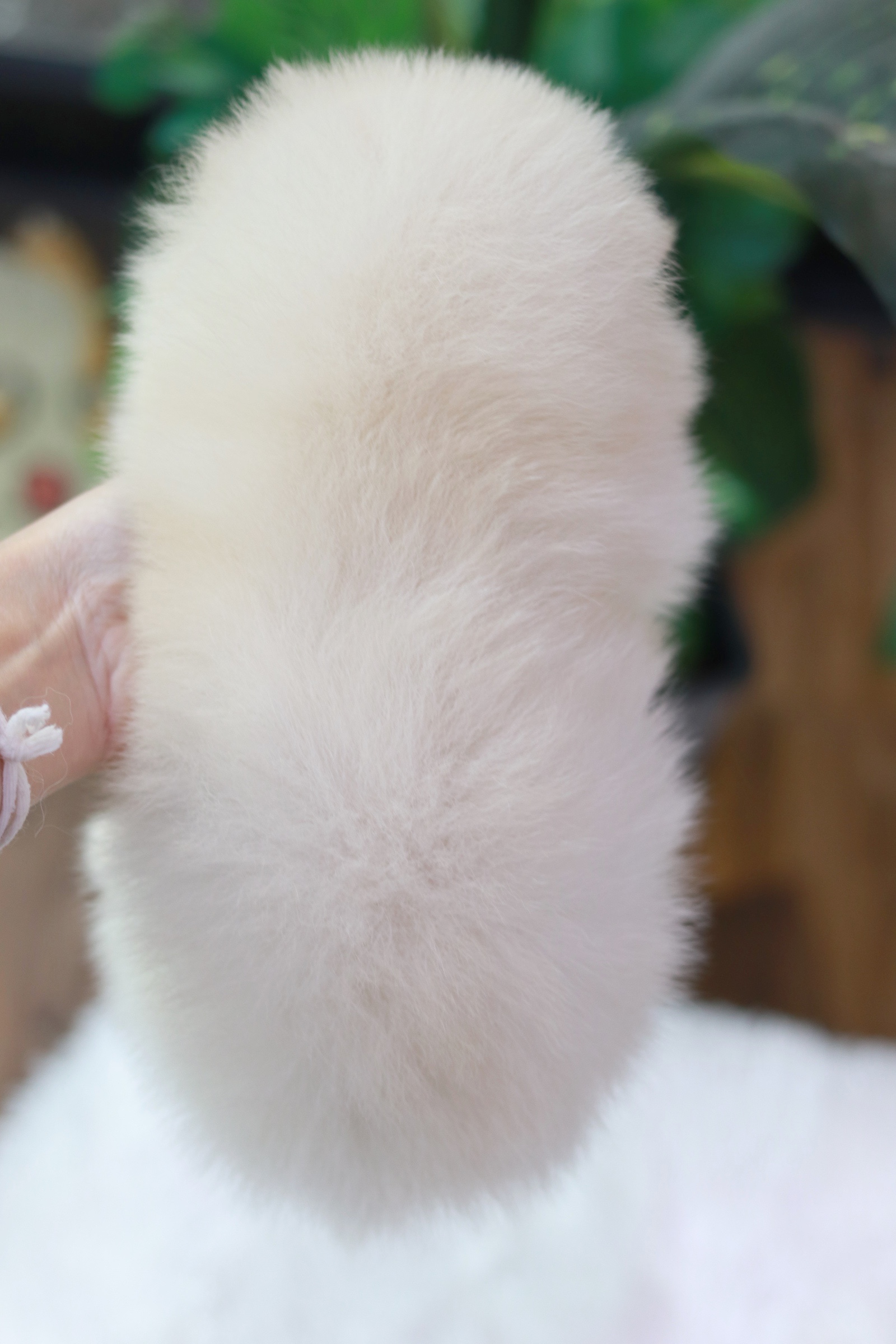 ปอมเมอเรเนียน เพศผู้ขาวครีม