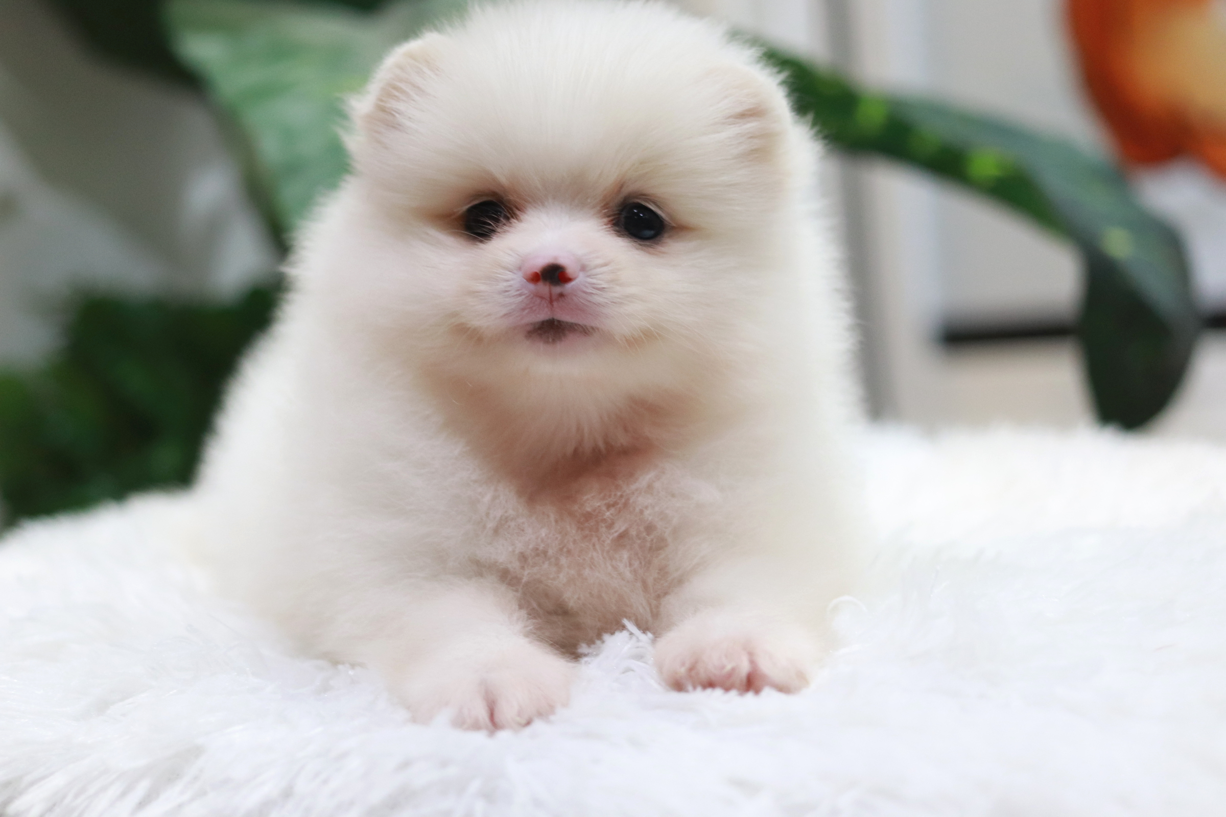 ปอมเมอเรเนียน เพศผู้ หน้าฟ็อก