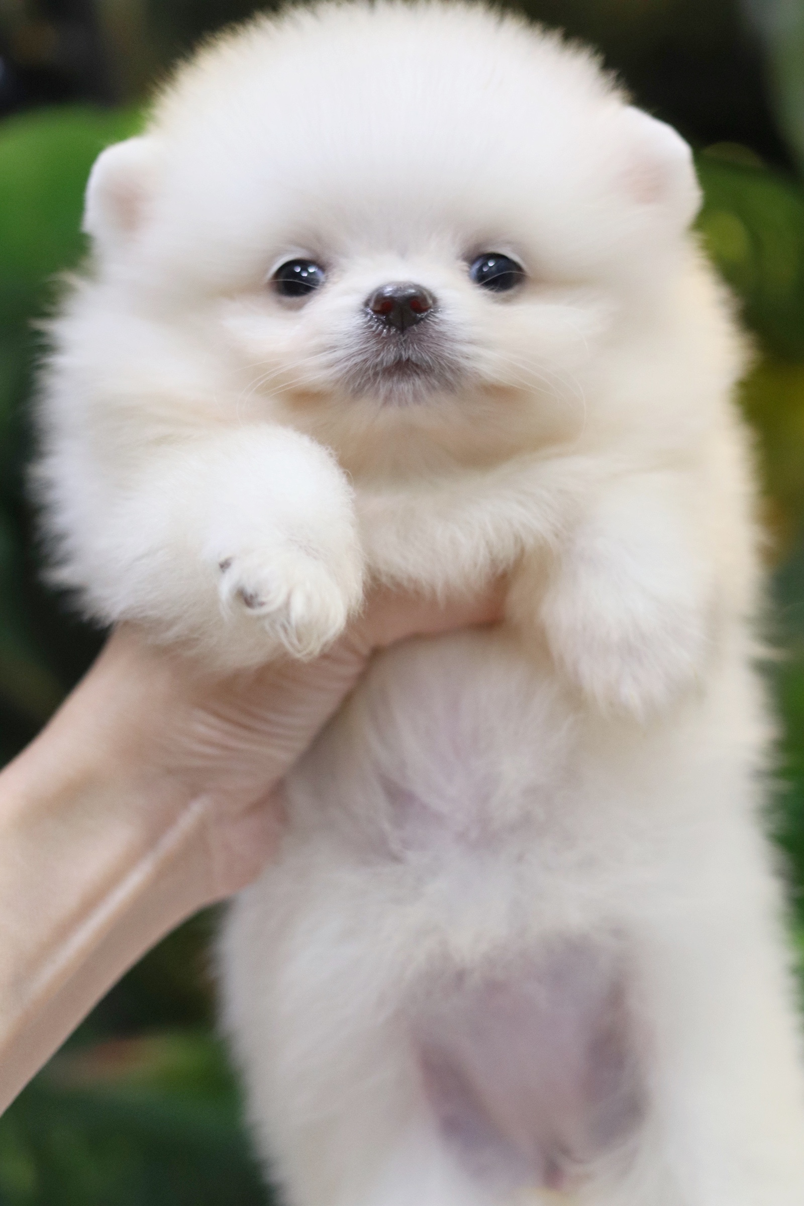 ปอมเมอเรเนียน เพศเมียขาวครีม