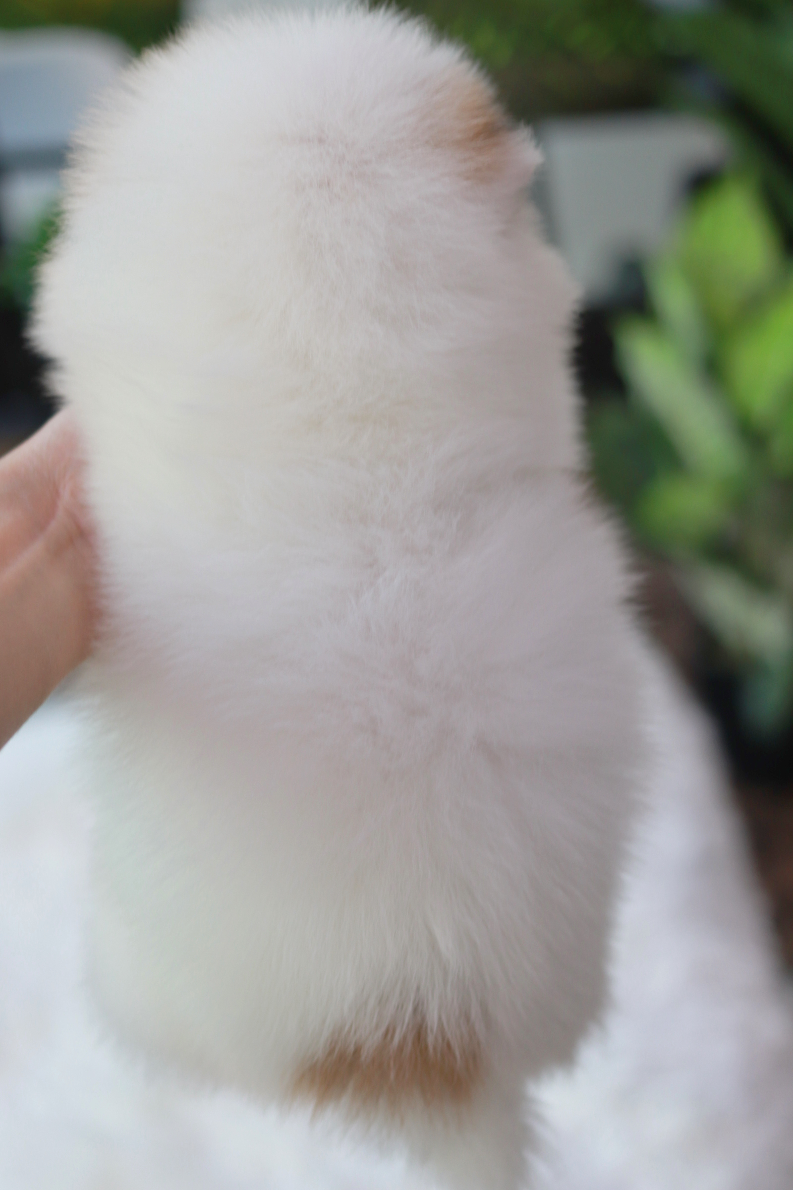 ปอมเมอเรเนียน เพศเมีย