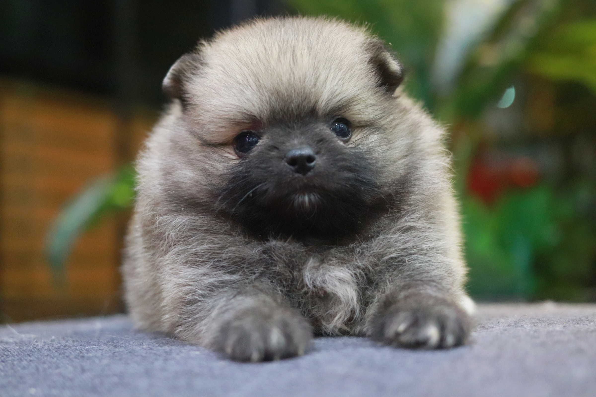 ปอมเมอเรเนียน เพศผู้