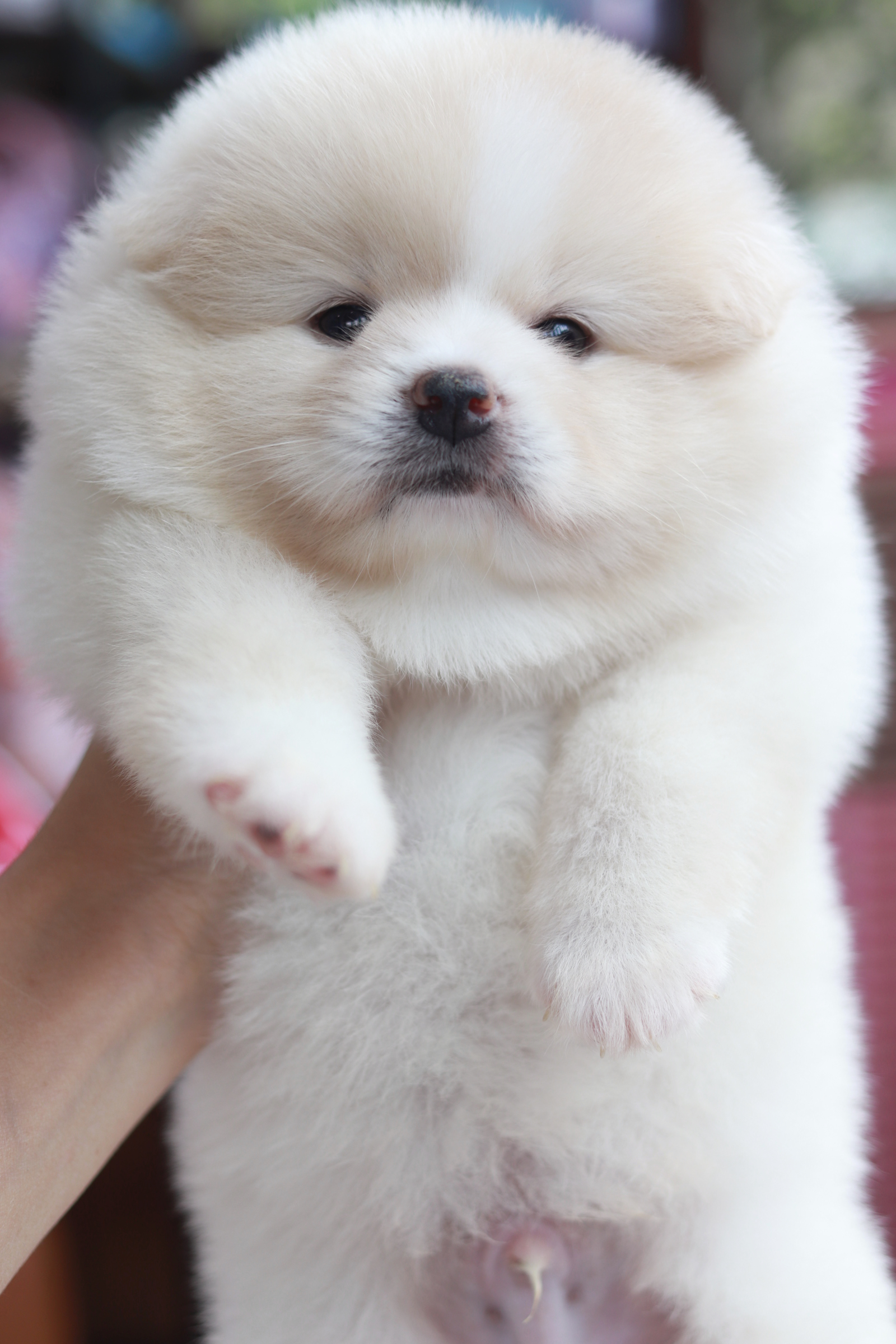 ปอมเมอเรเนียน เพศผู้ ไซส์ปกติหน้าฟ็อก ขนแน่น