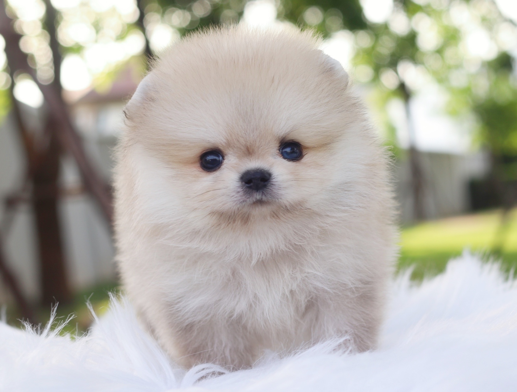 ปอมเมอเรเนียน เพศผู้สีส้มตาสีฟ้า1 ข้าง