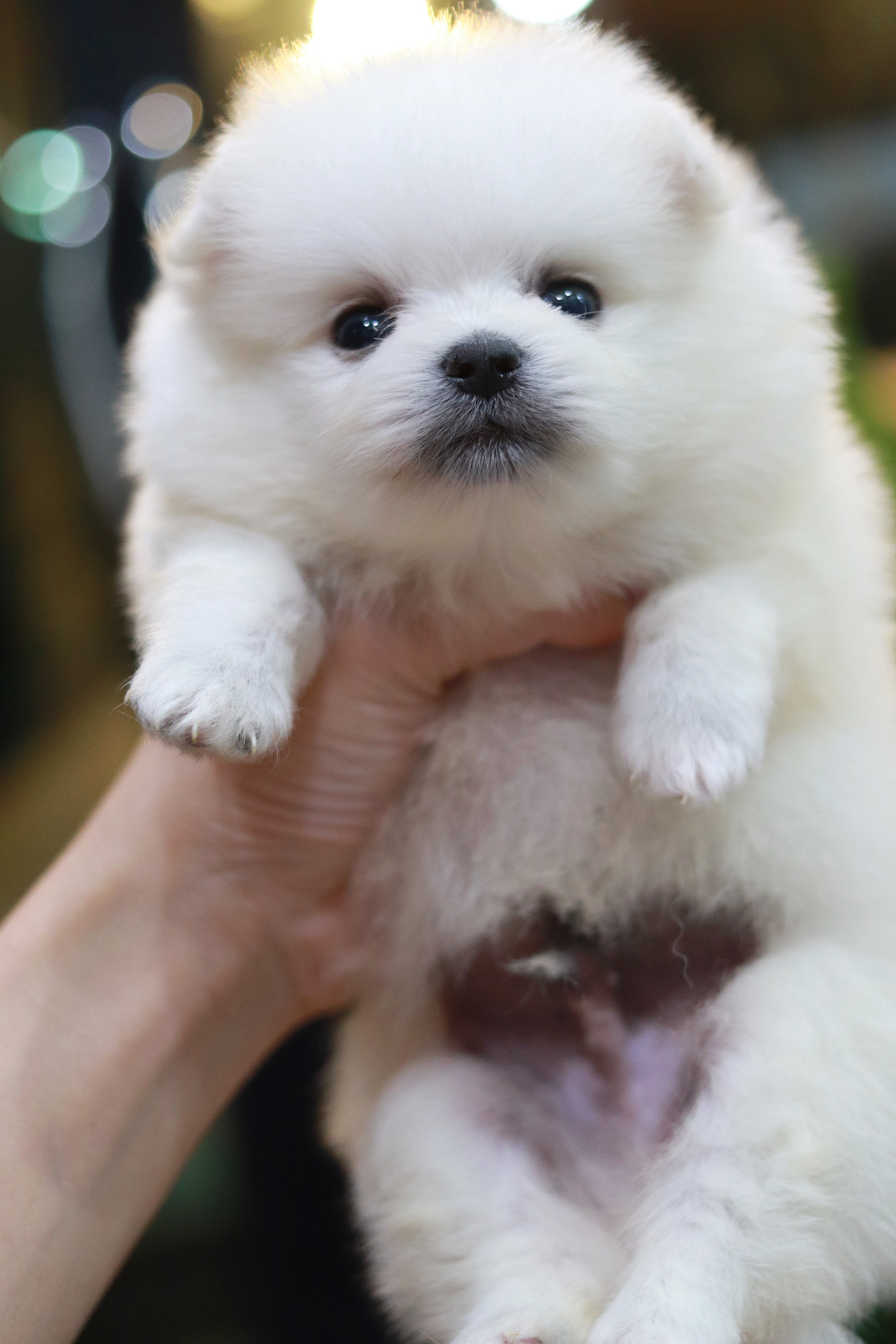 ปอมเมอเรเนียน เพศผู้ สีขาว ทีคัพ