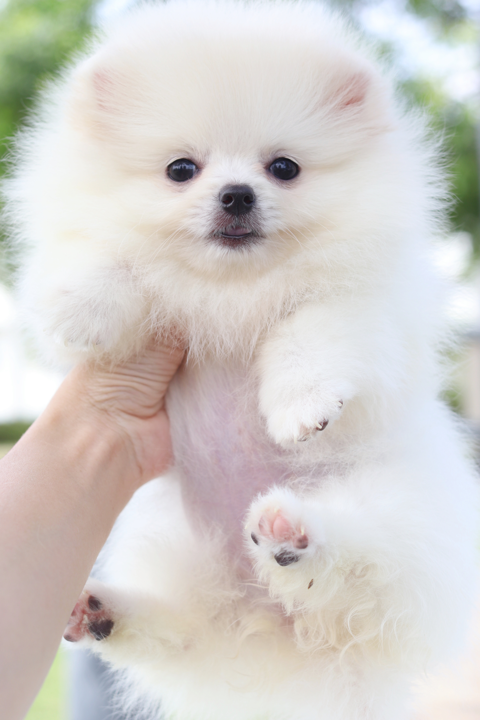 ปอมเมอเรเนียน เพศเมียสีขาวครีม